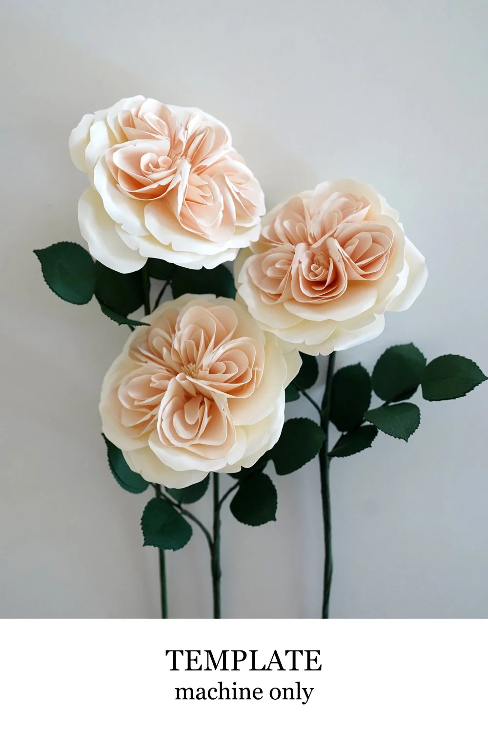 Cabbage Rose