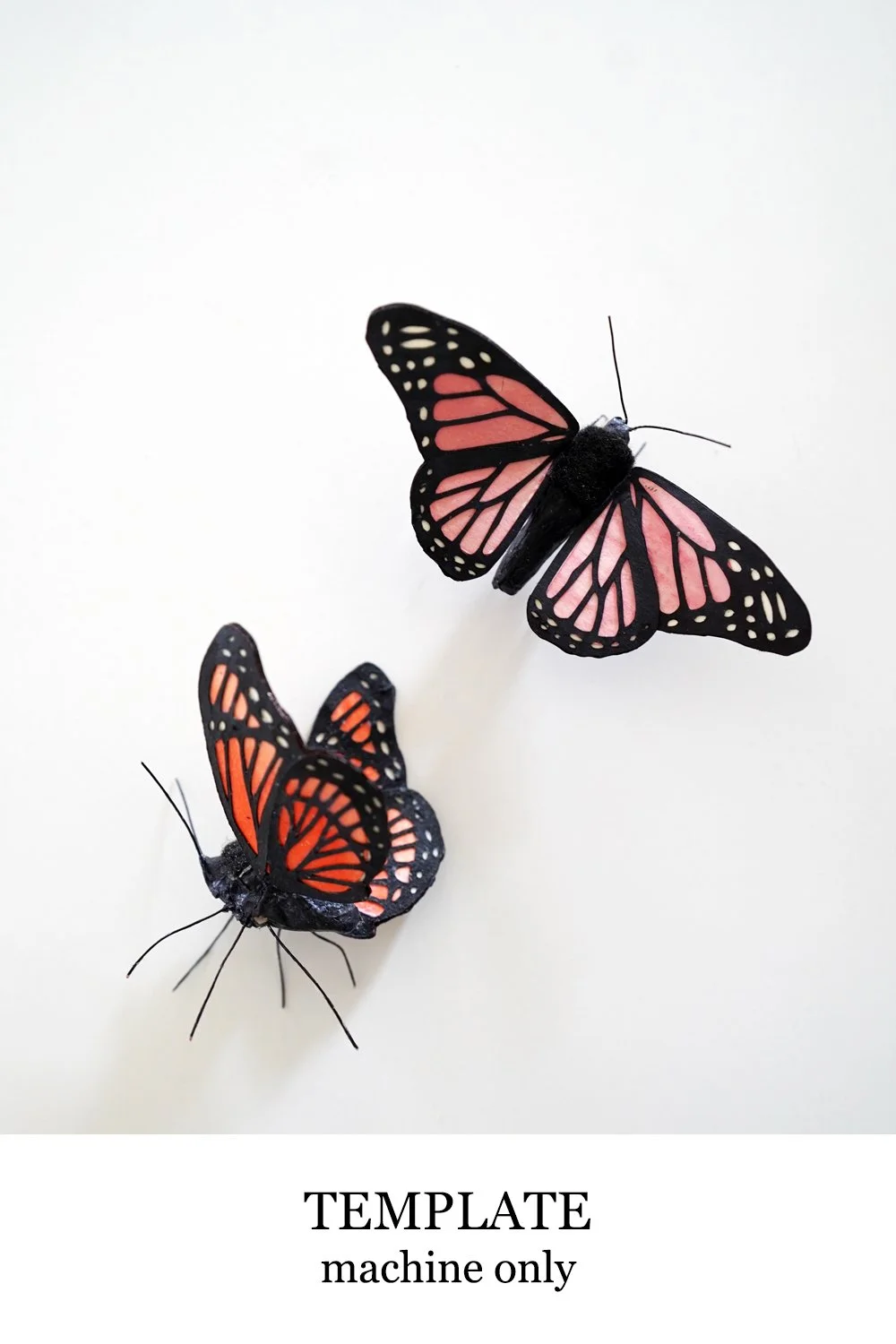 butterfly.jpg