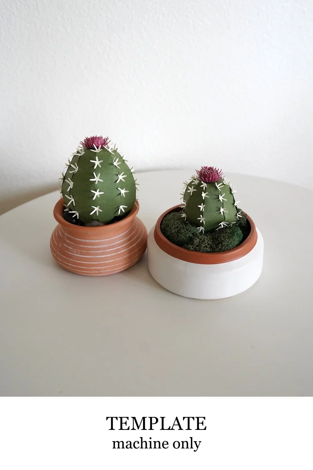Barrel Cactus