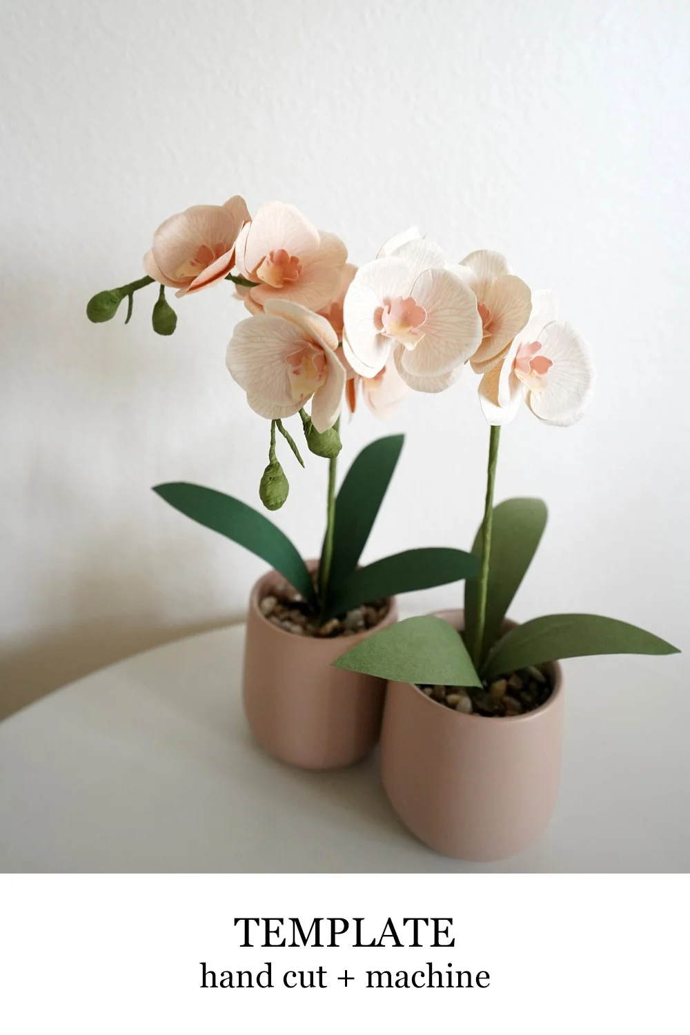 White Orchid