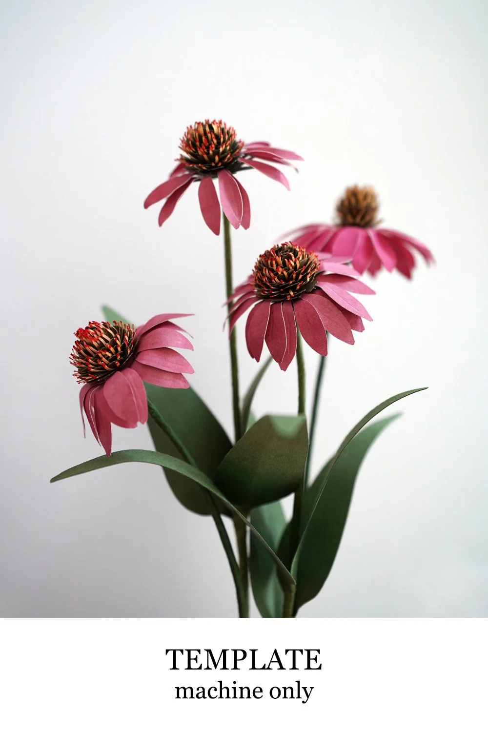 Coneflower