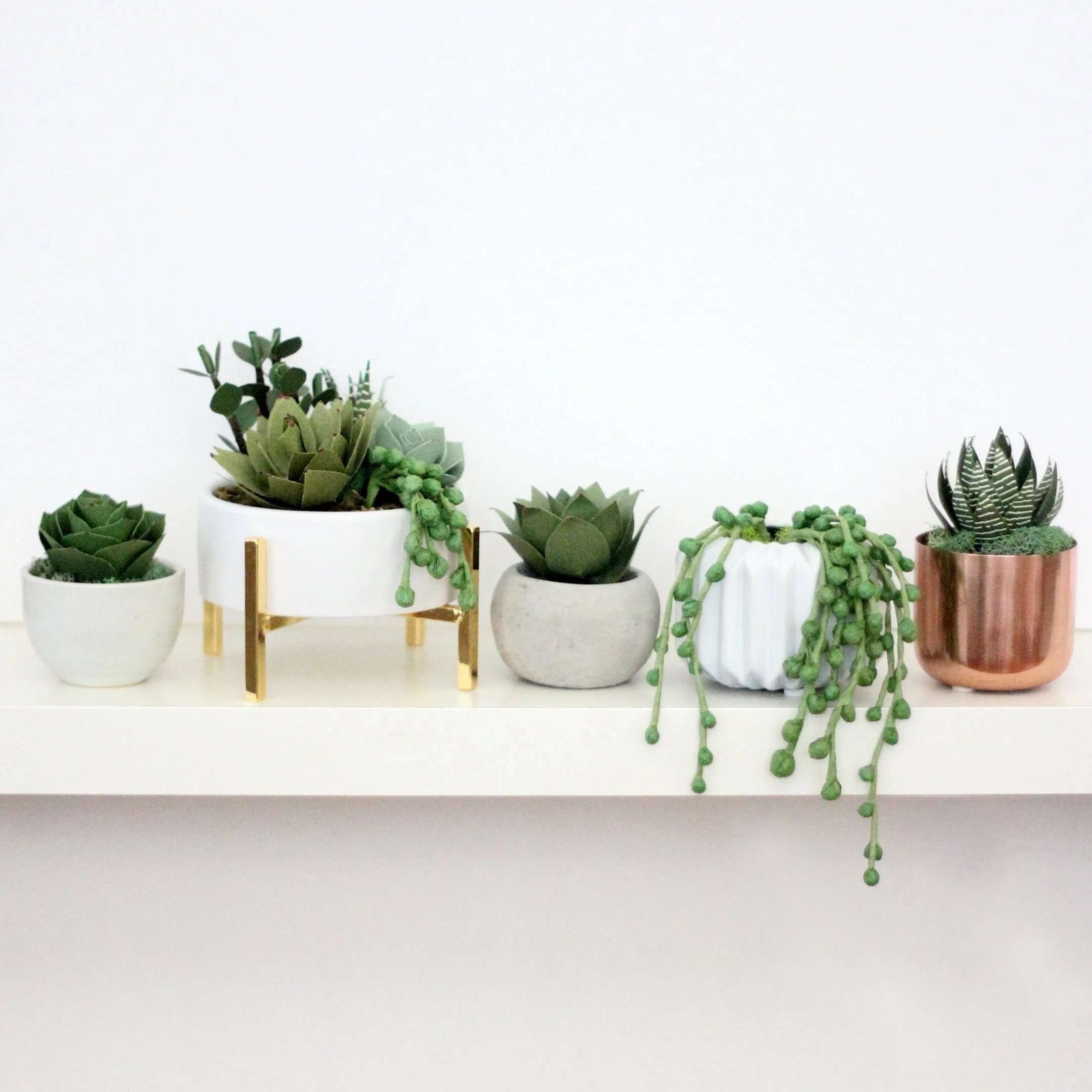Paper Succulent Hoarder