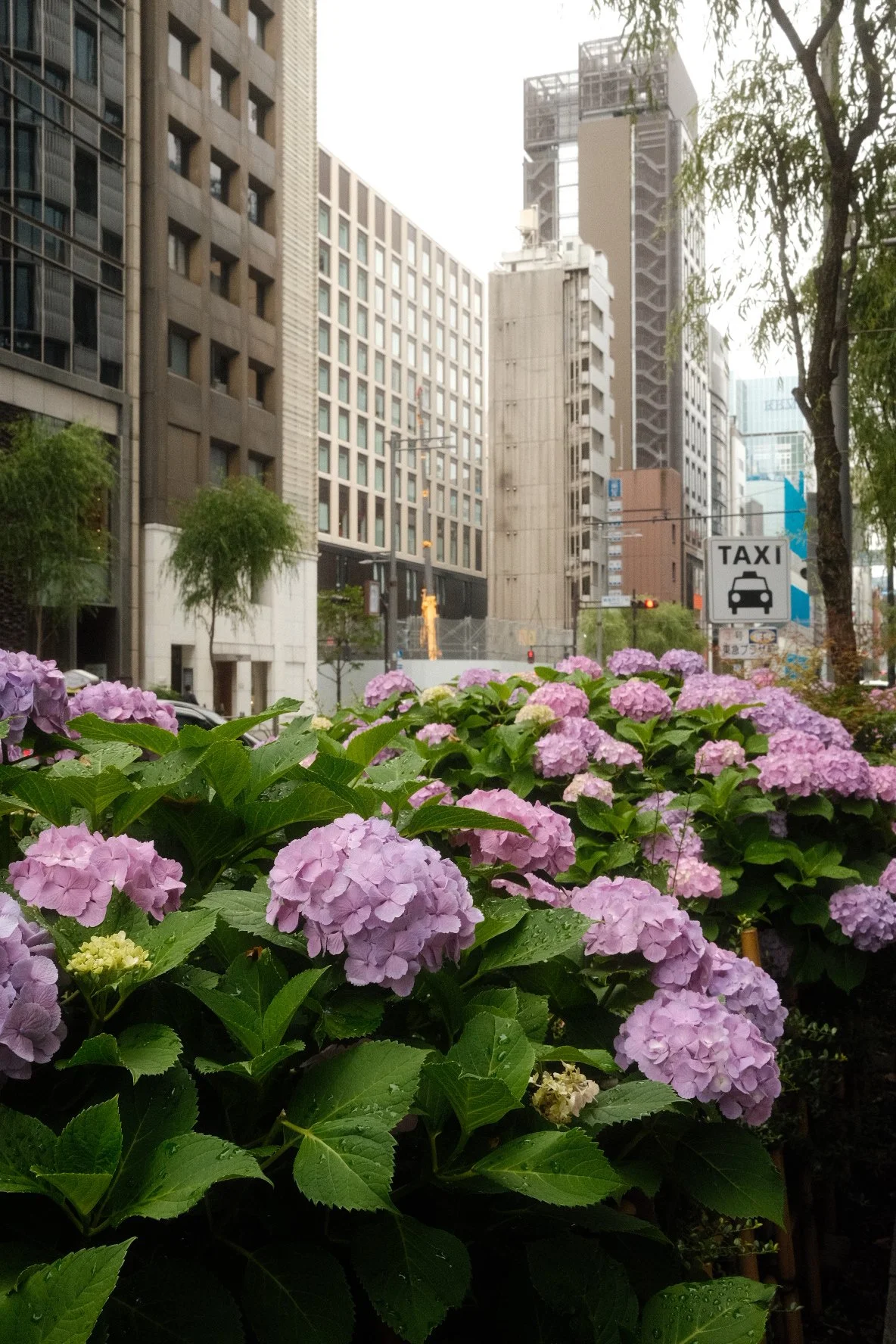 DSCF8976.JPG