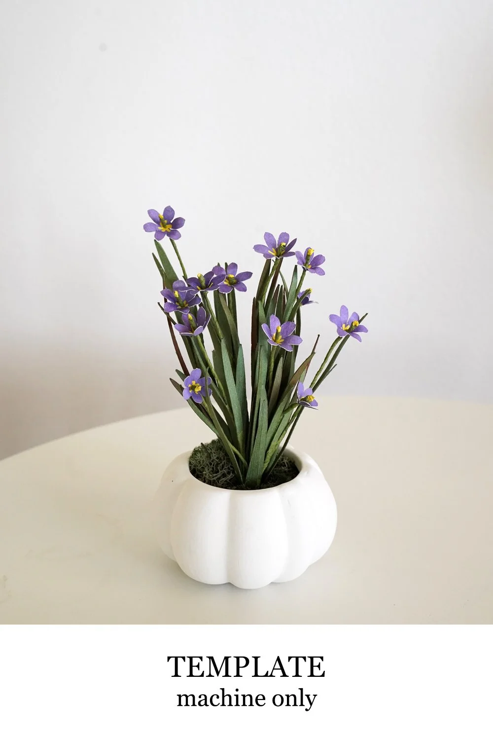 Blue Eyed Grass