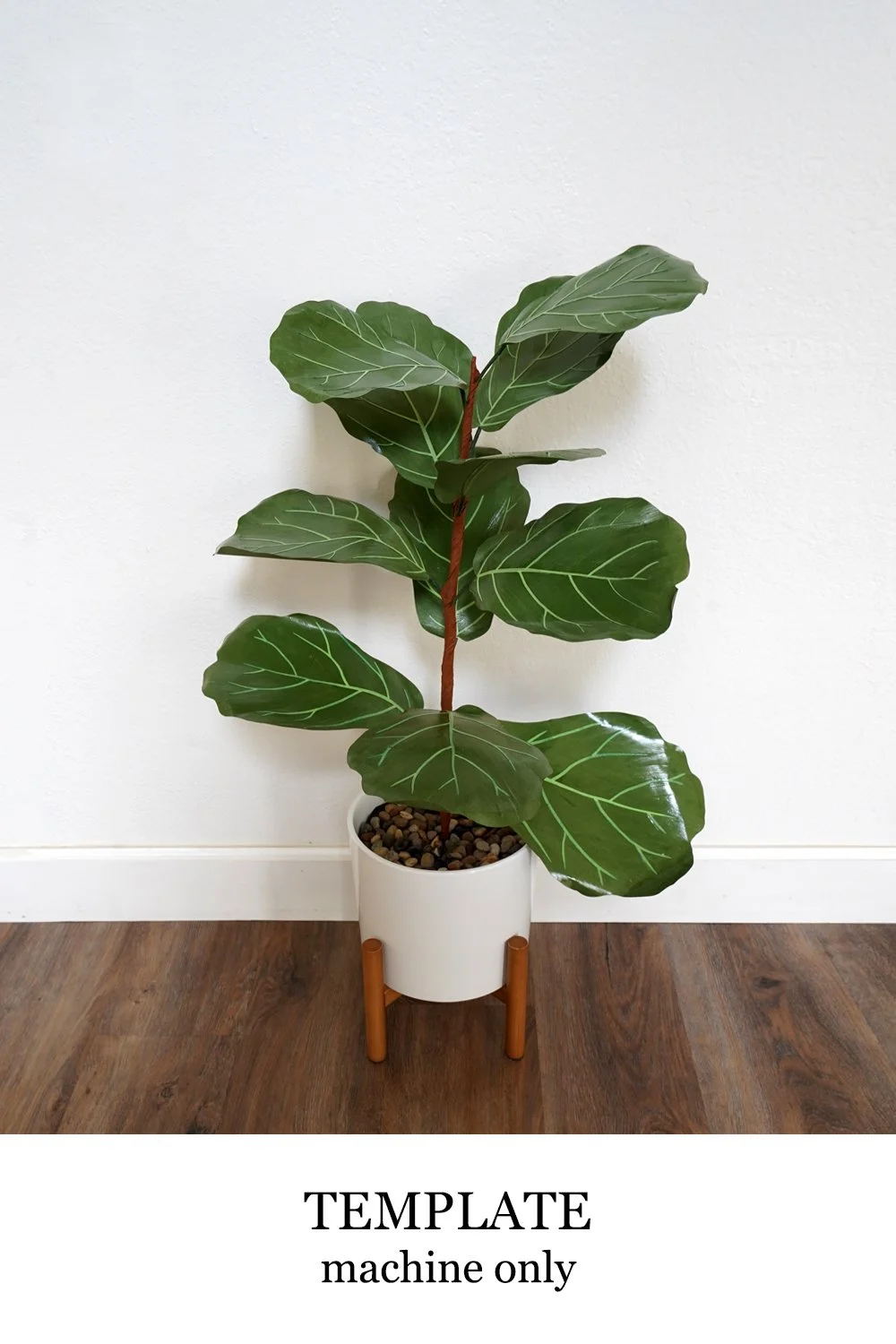 Fiddle Leaf Fig Tree