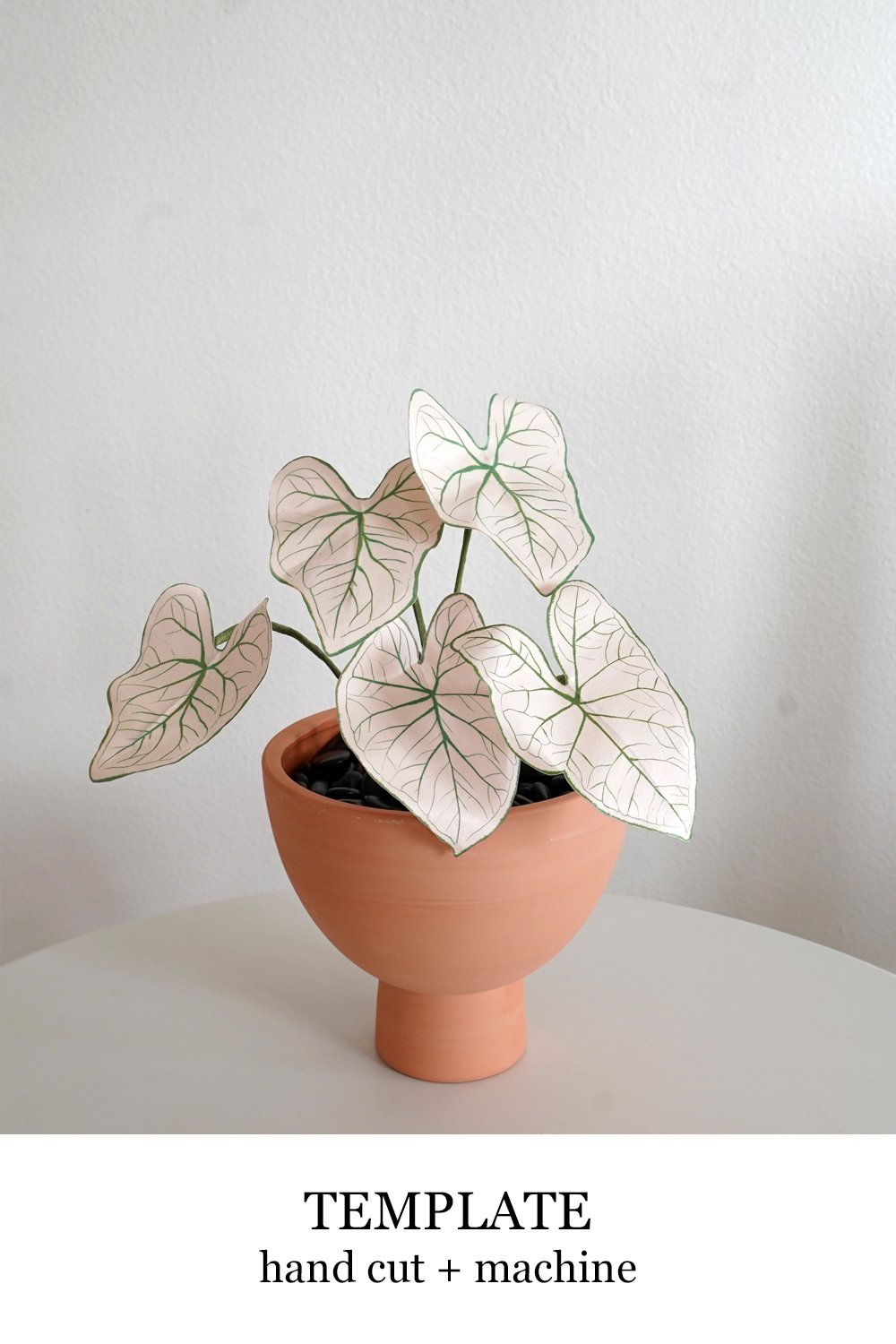 Caladium
