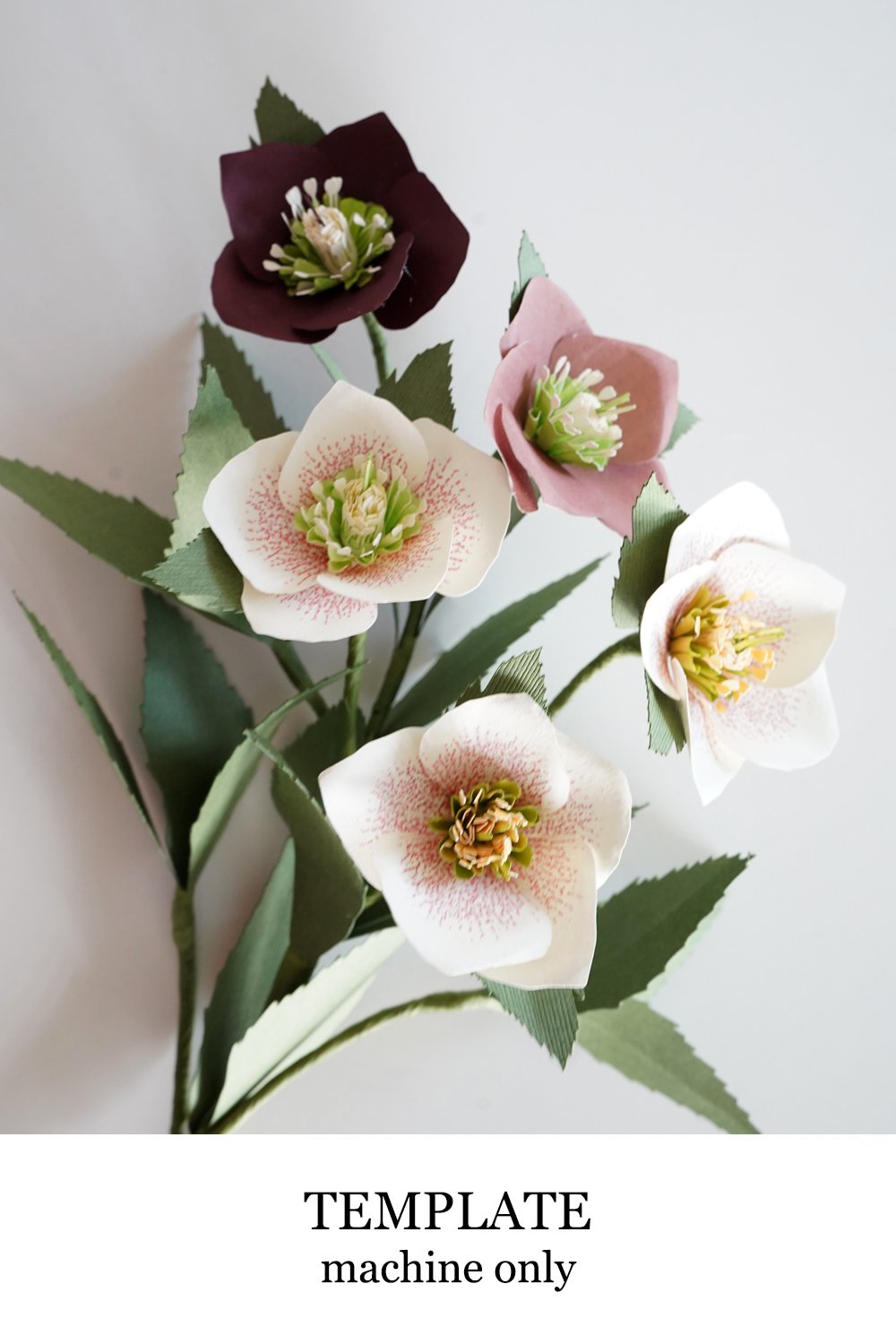 Hellebore