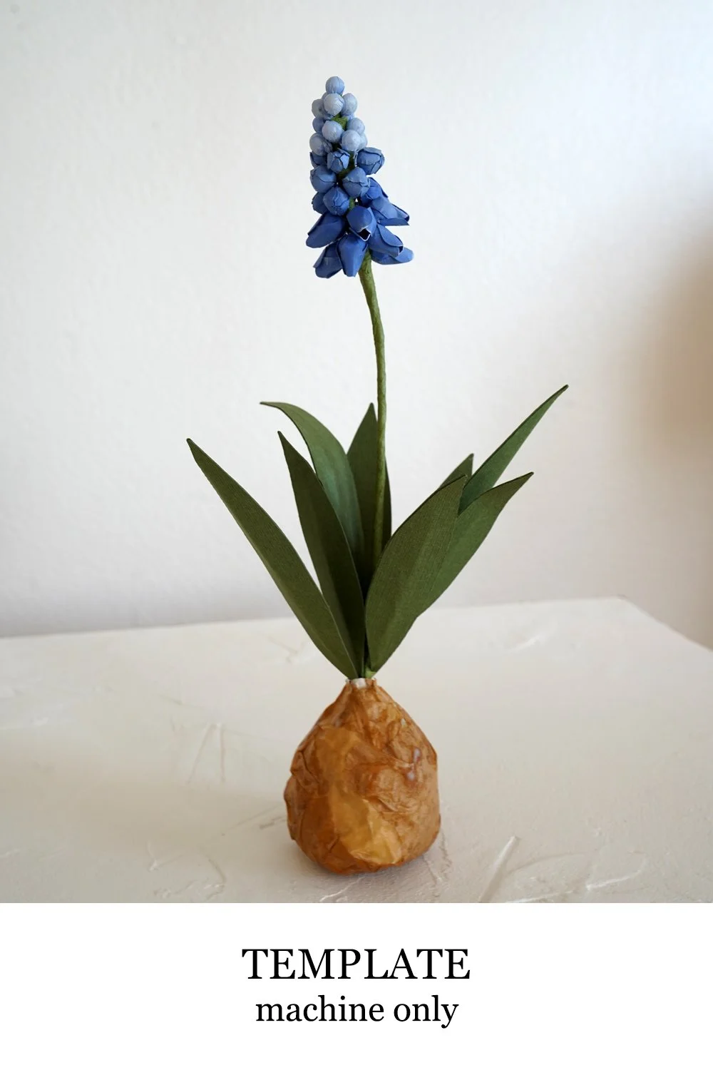 Muscari Grape Hyacinth