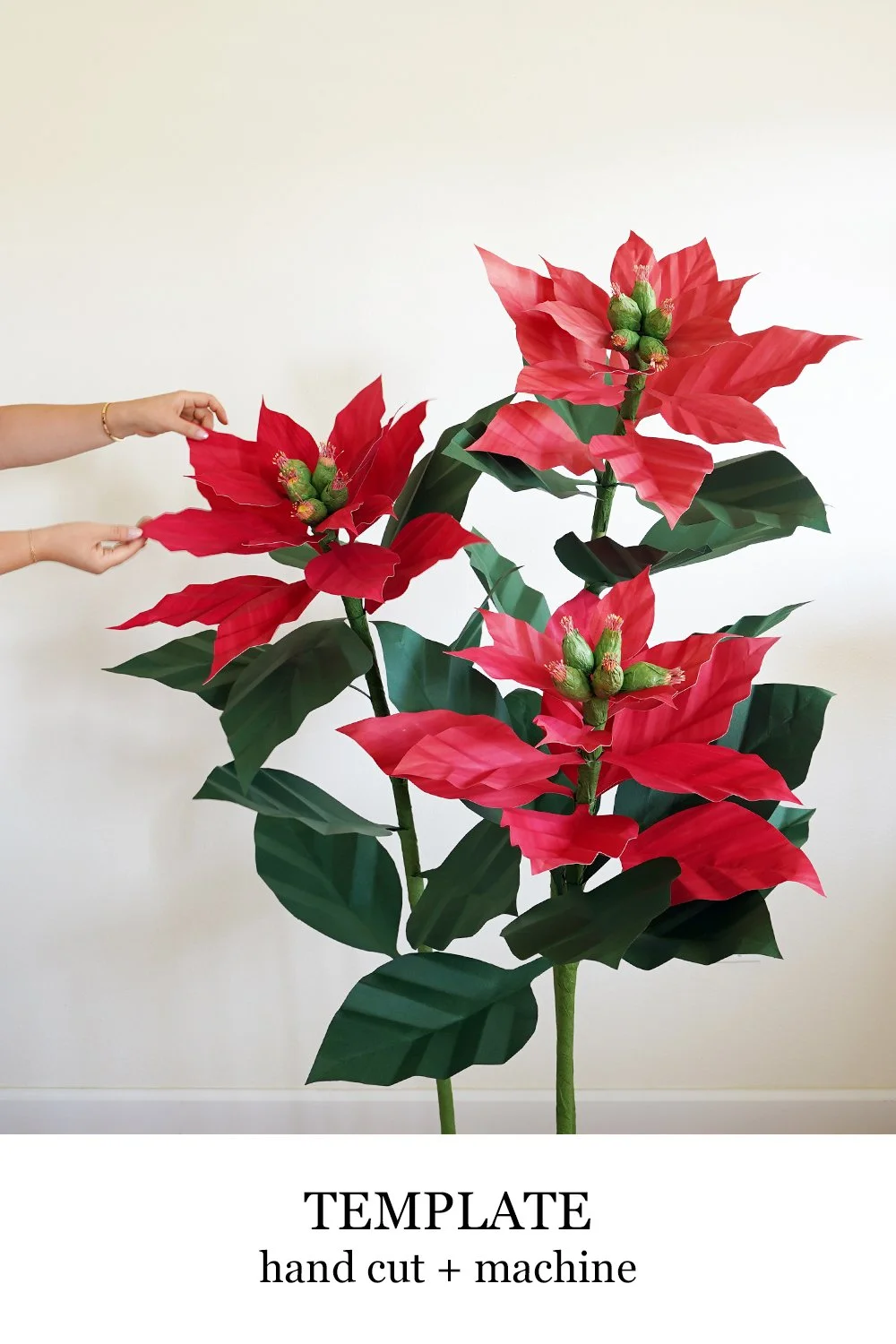 Giant Poinsettia