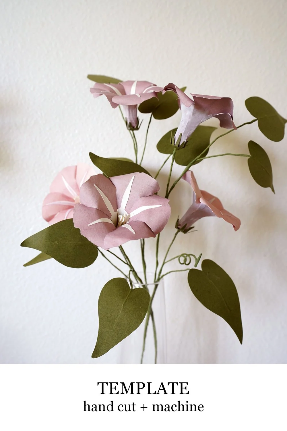 morning glory.jpg