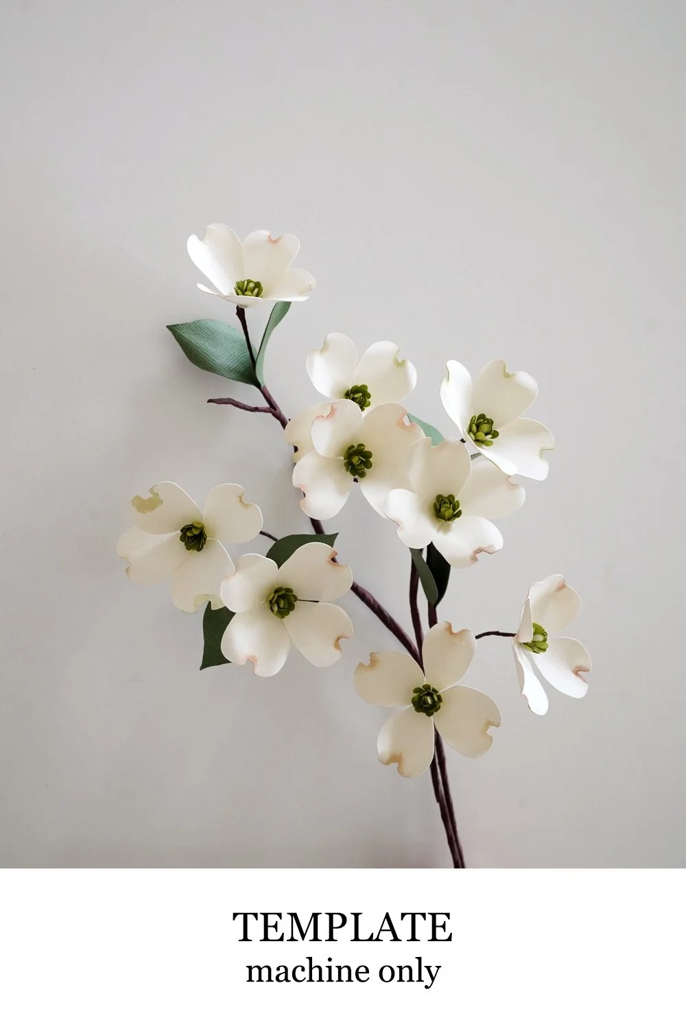 Flowering Dogwood