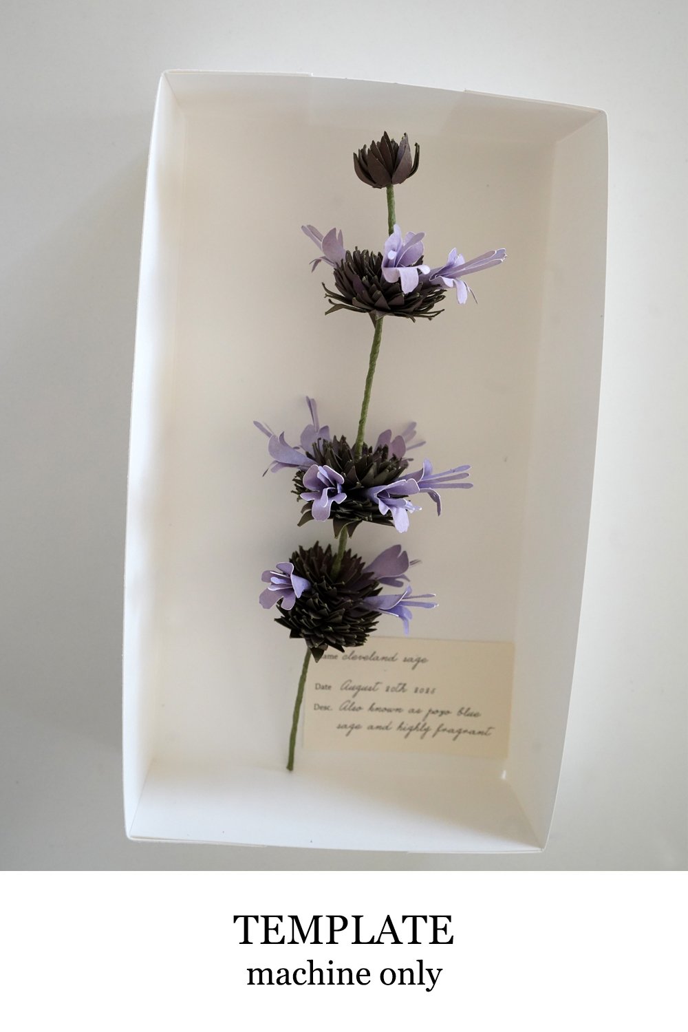 Cleveland Sage "Pozo Blue"