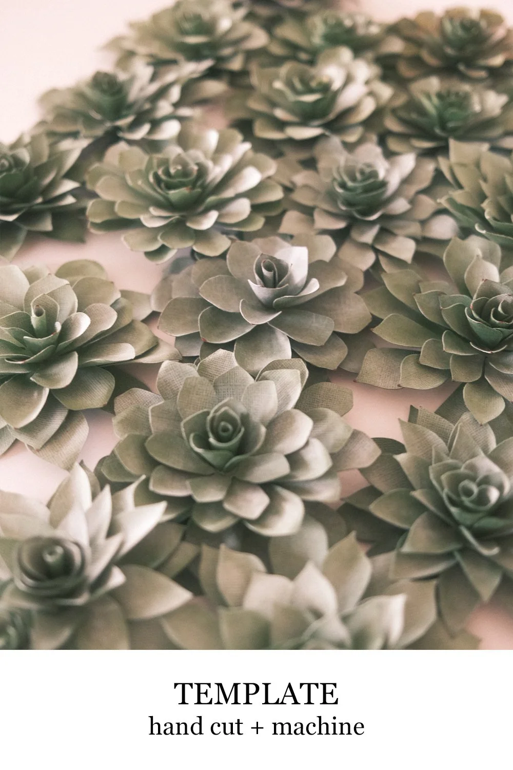 paper dudleya succulent.jpg