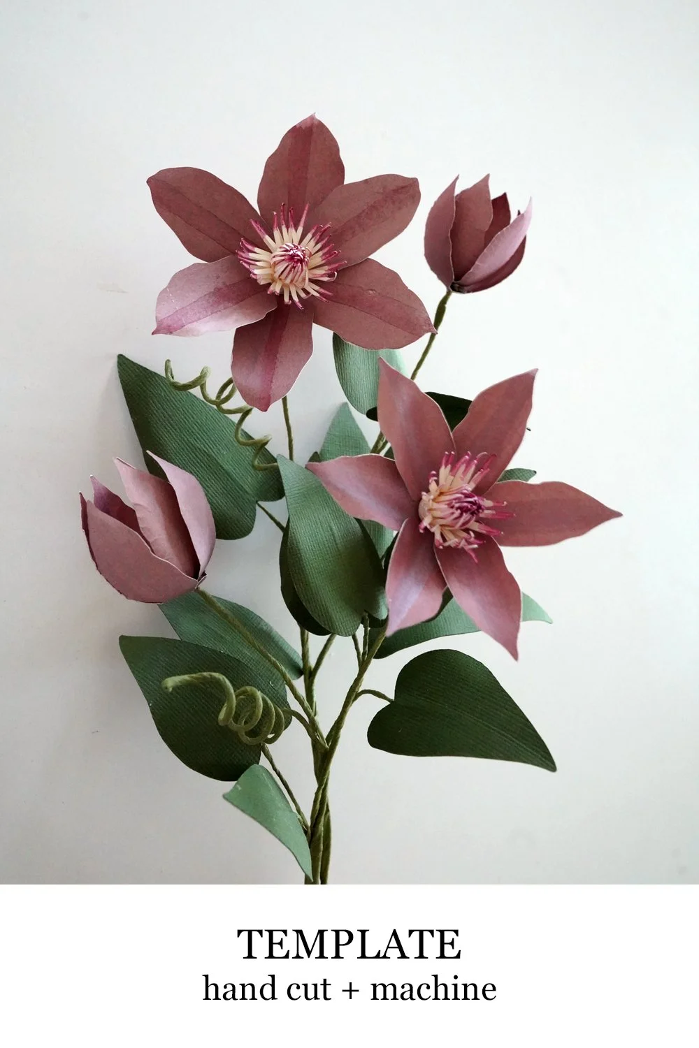 Clematis