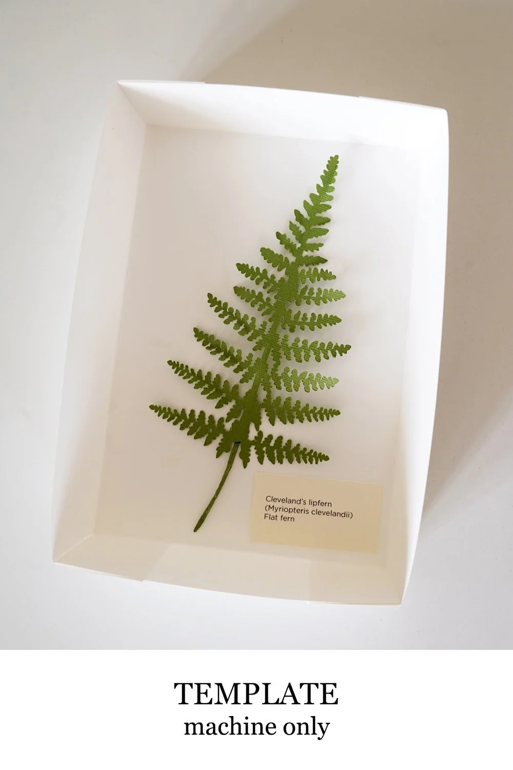 Cleveland's Lip Fern