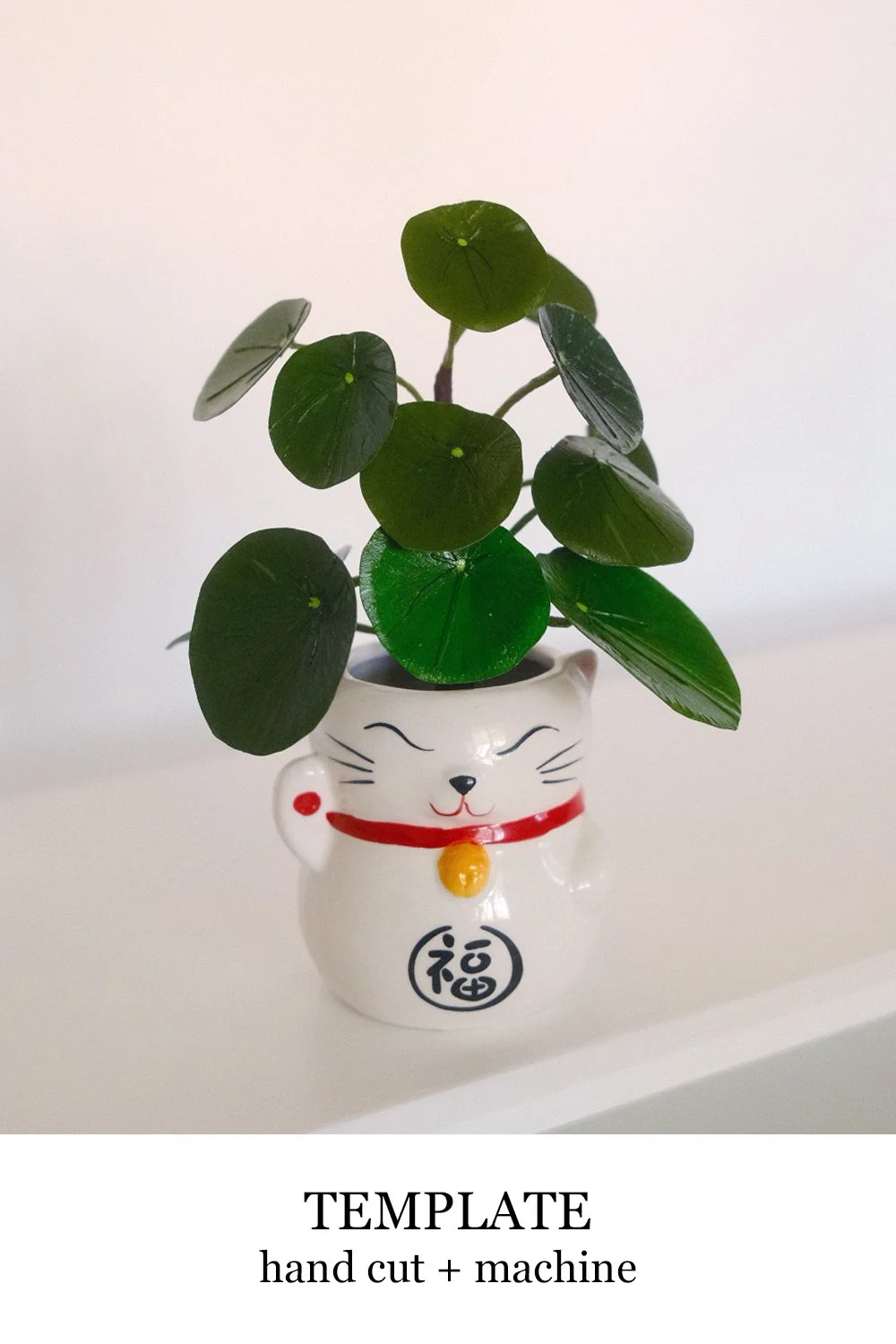 Pilea Chinese Money Plant