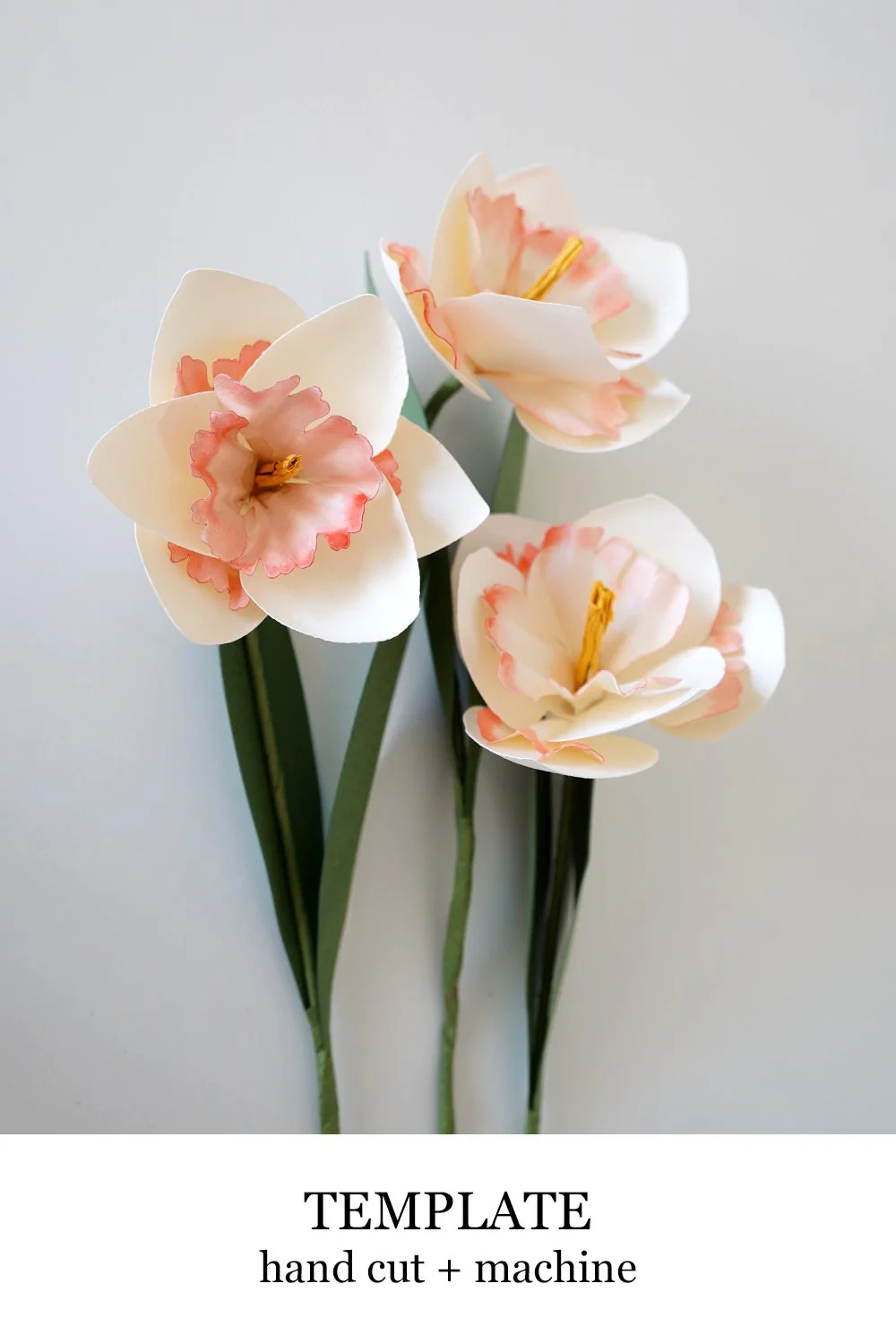 Pink Wonder Daffodil