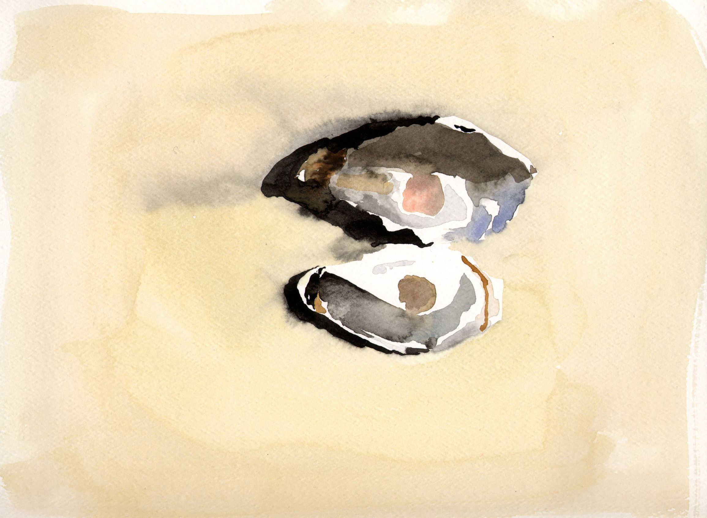 Watercolor Oyster Shells 2.jpg