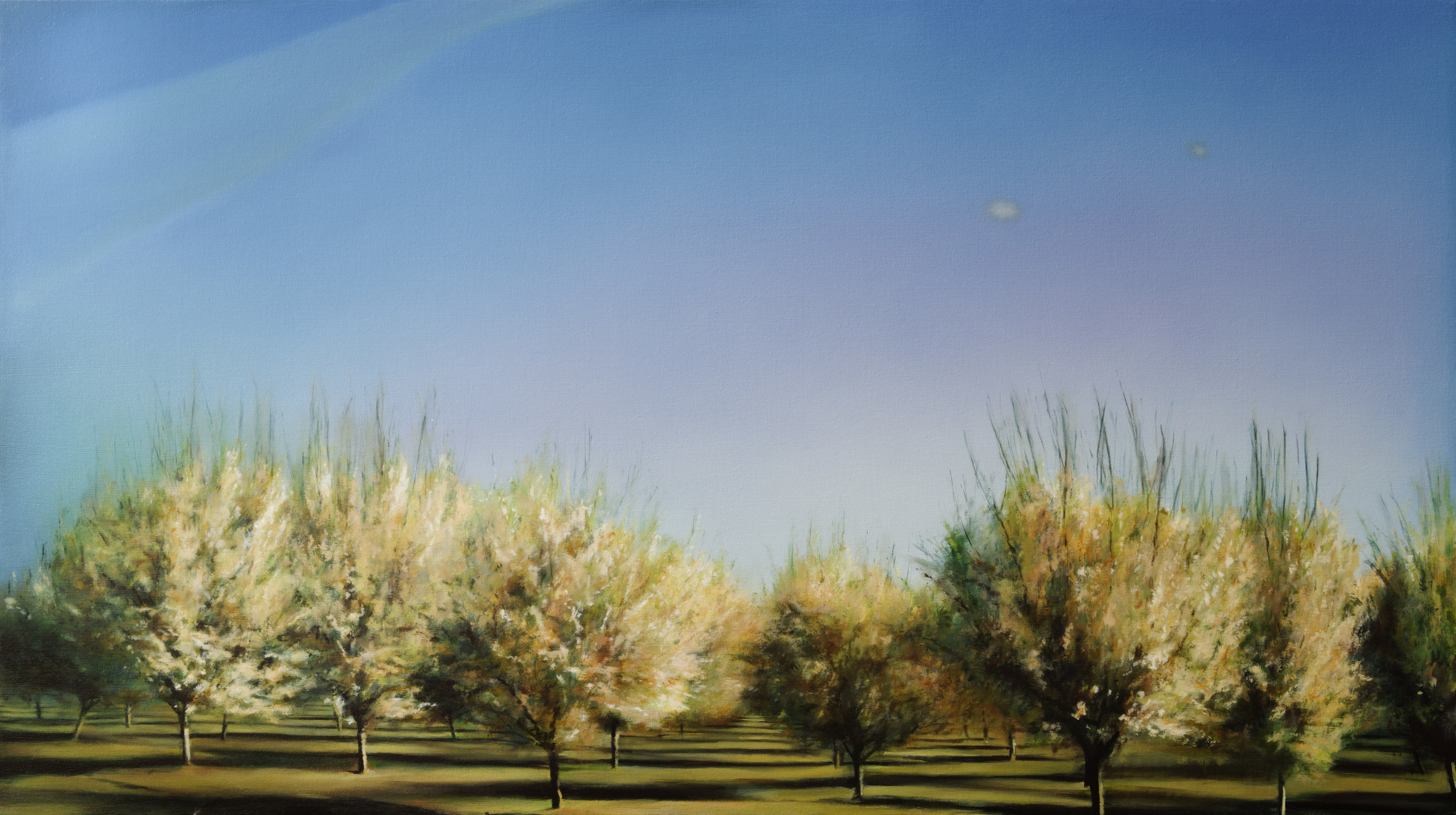   orchard 2&nbsp;&nbsp; •  28" x 50"  oil on canvas  2012    