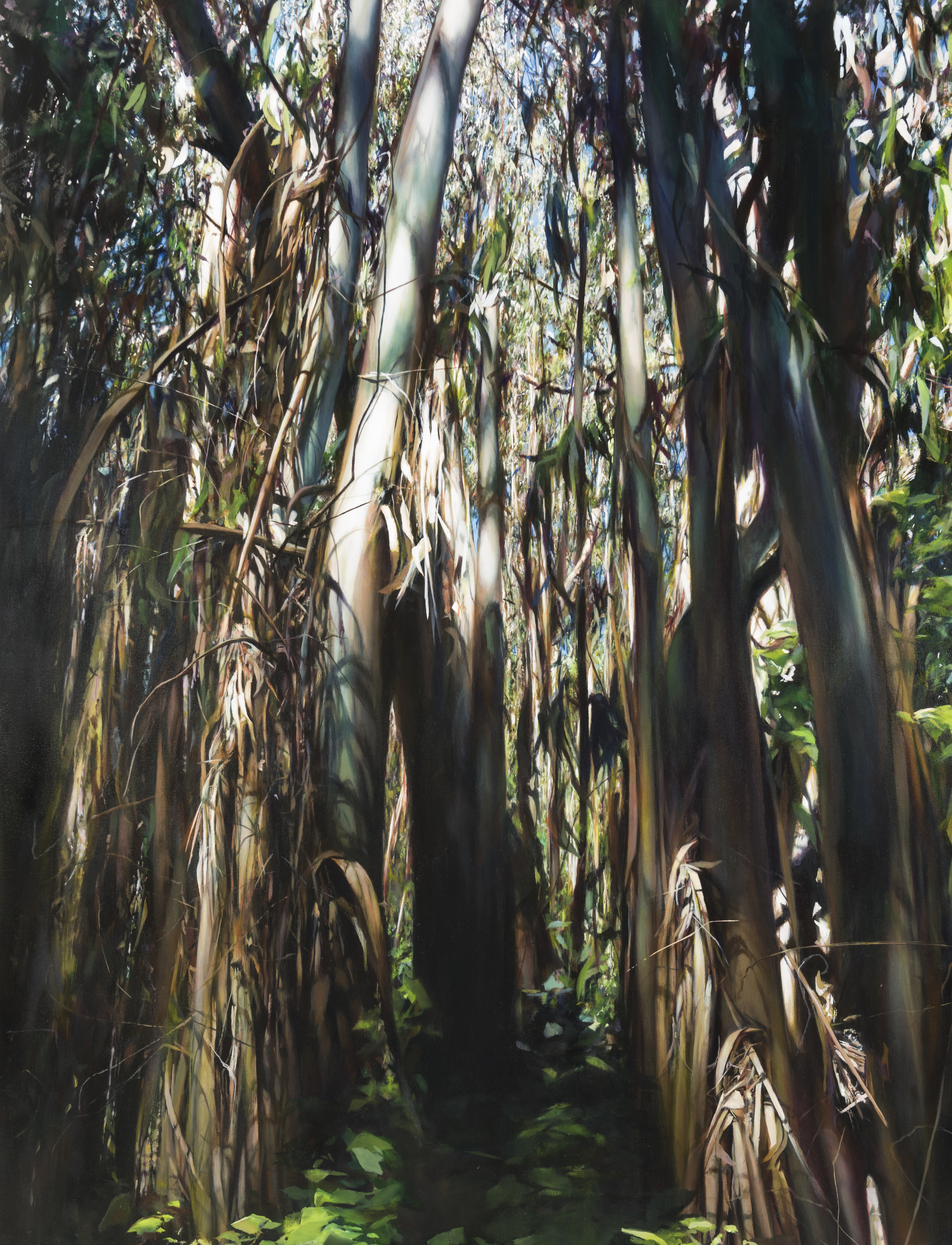   eucalyptus   72" x 56"  oil on canvas  2015    