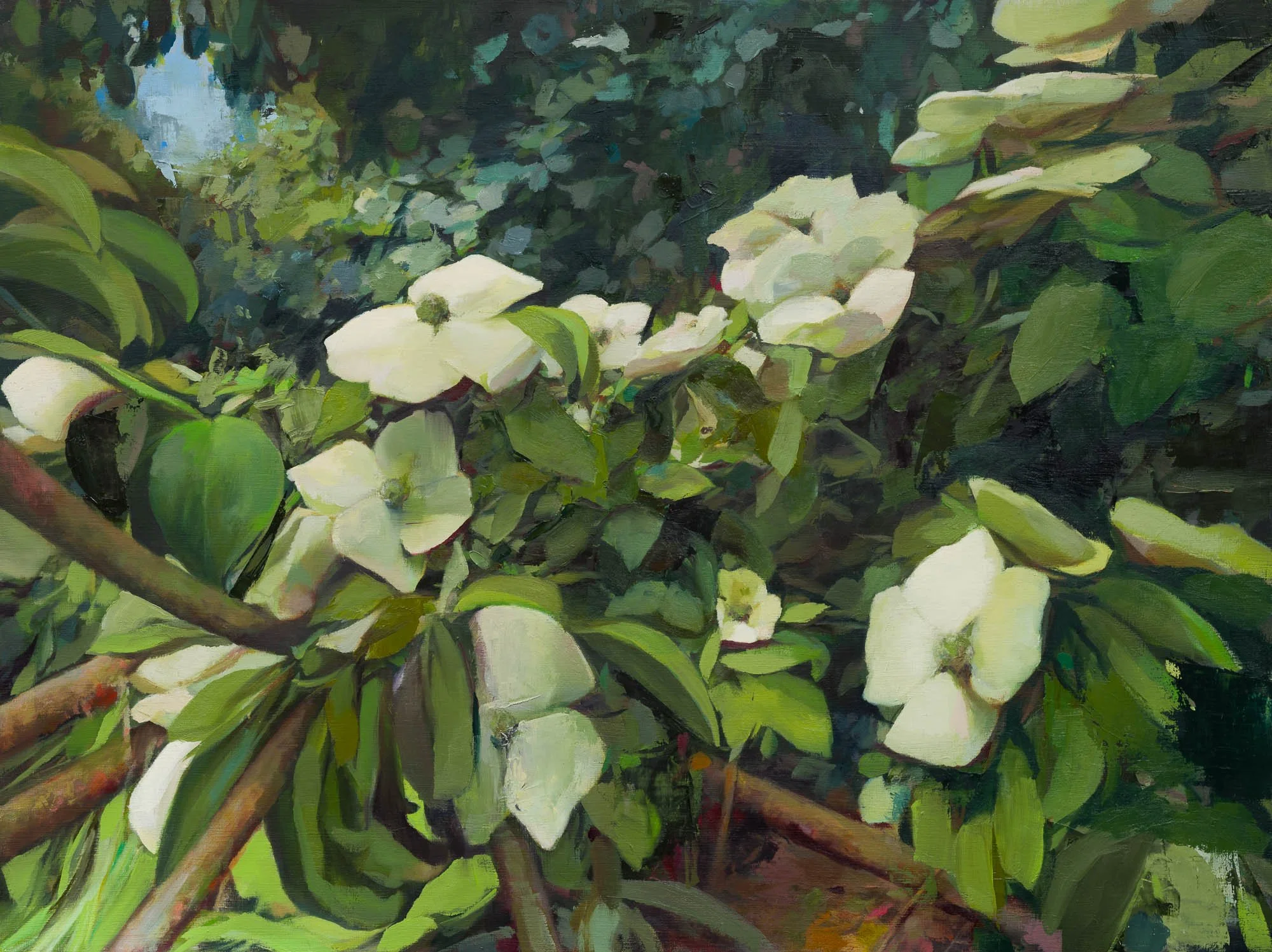   dogwood 1   18" x 24"  oil on panel  2026   