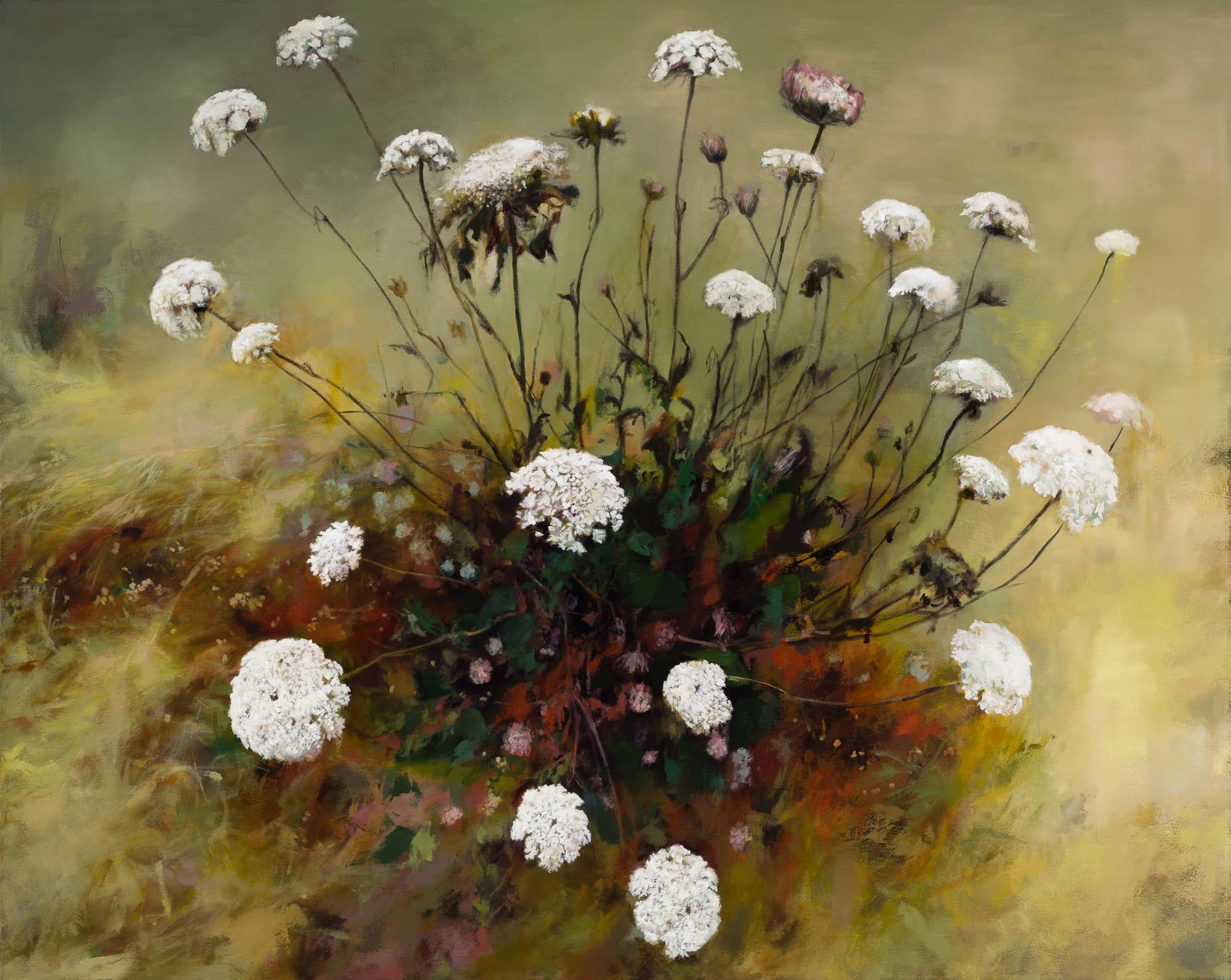  wild carrot   40" x 50"  oil on canvas  2026   