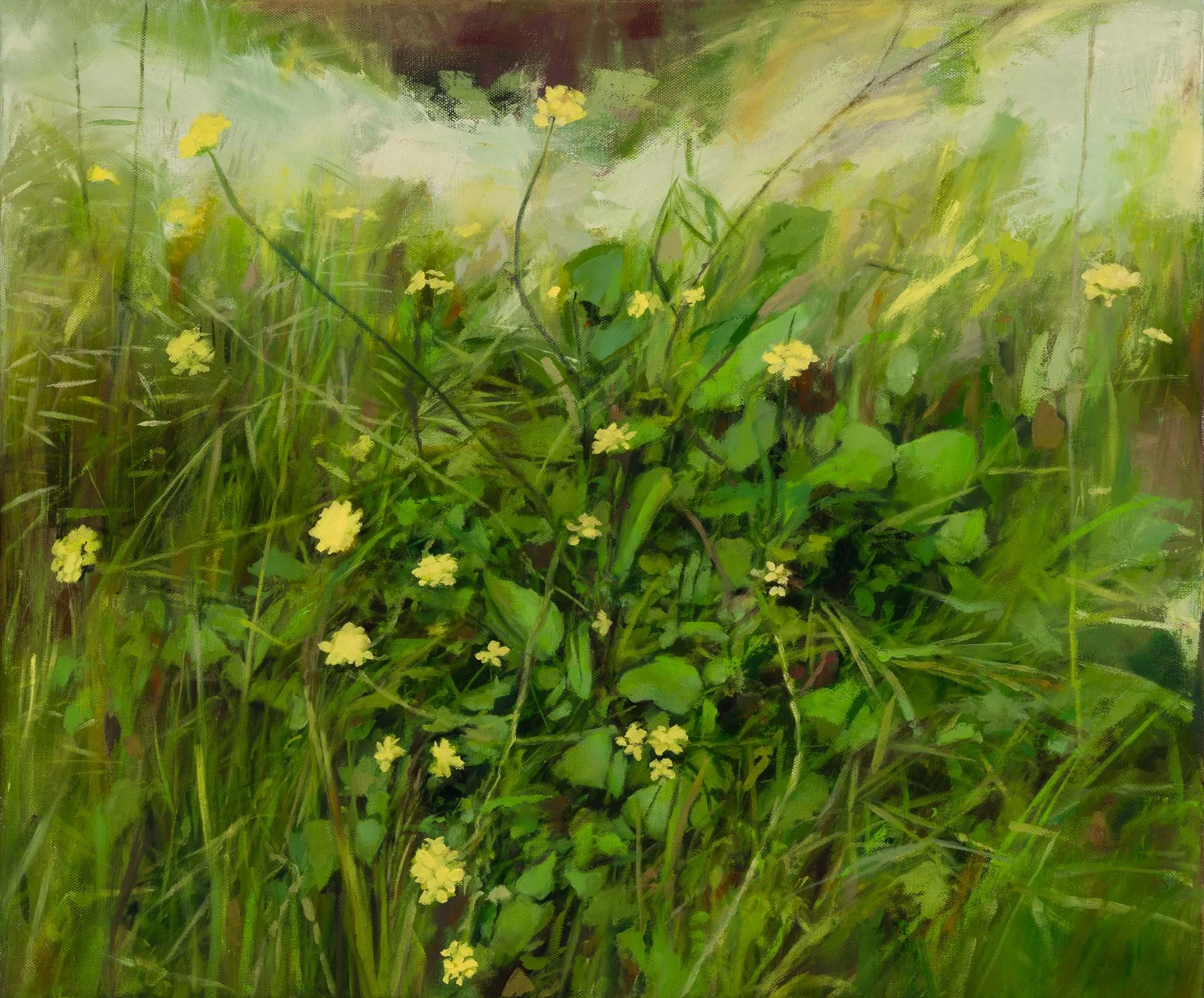   wild radish   20" x 24"  oil on canvas  2026   