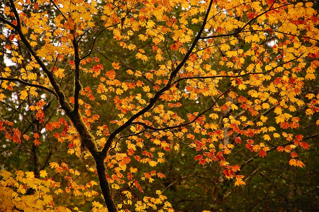 vine maple brilliance.jpg