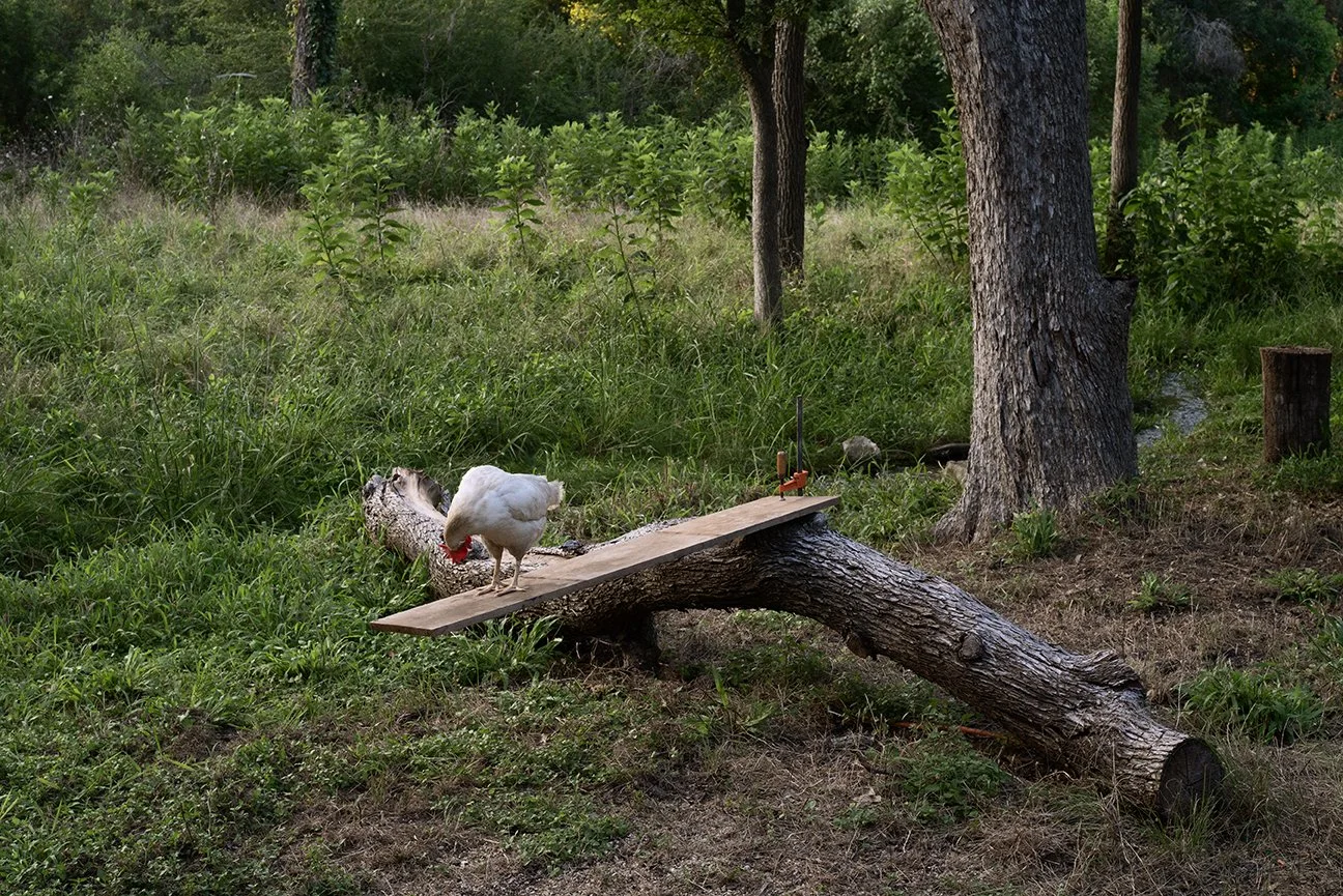 chicken plank copy.jpg