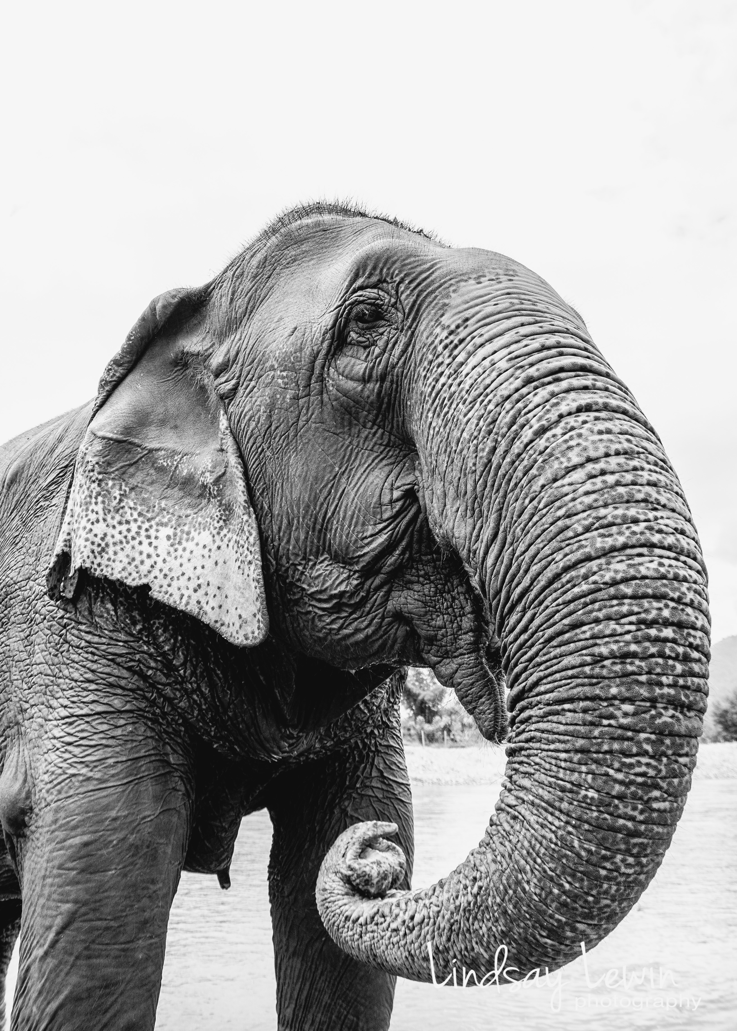 Elephant 3