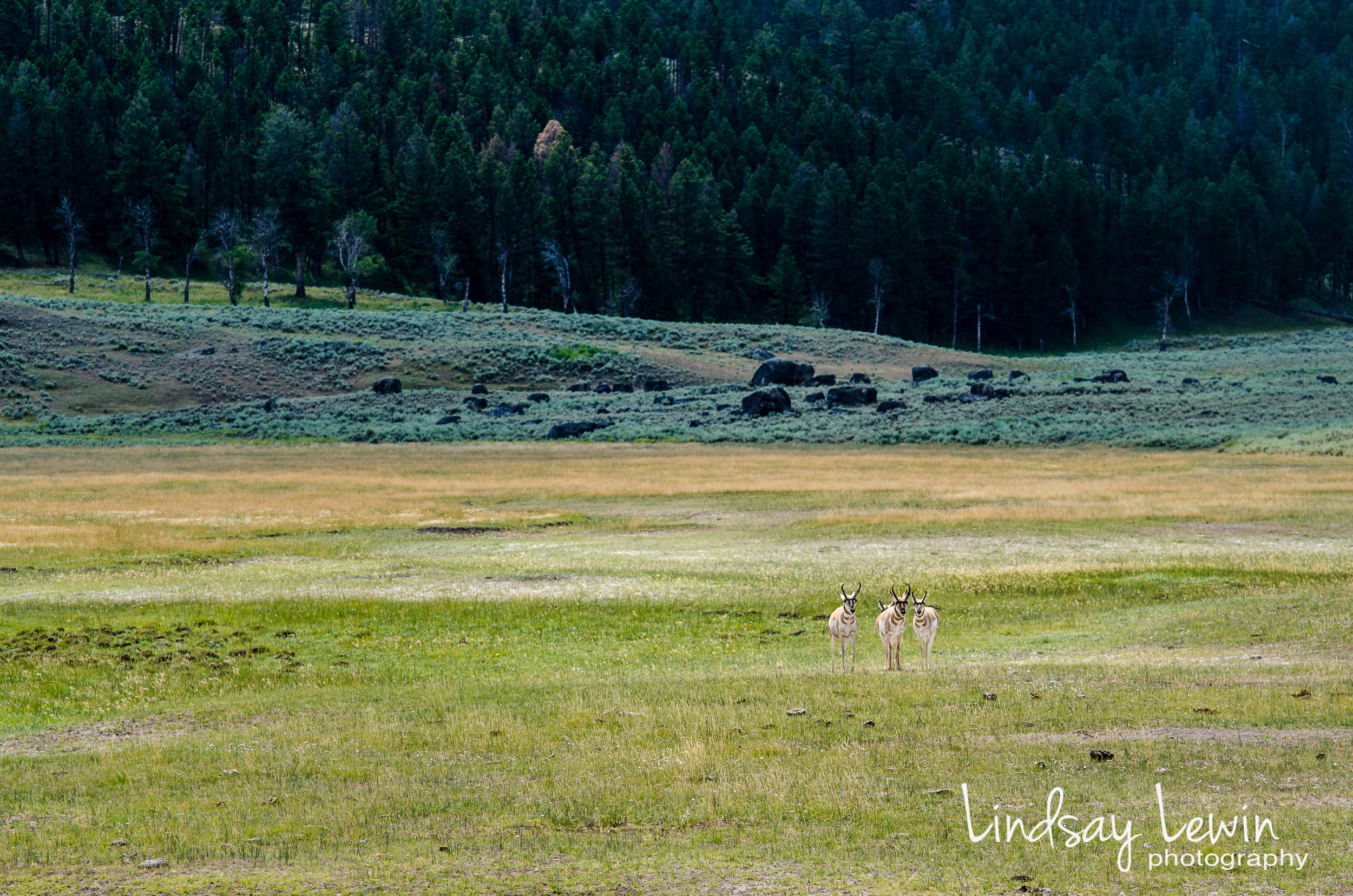 Antelope- Yellowstone