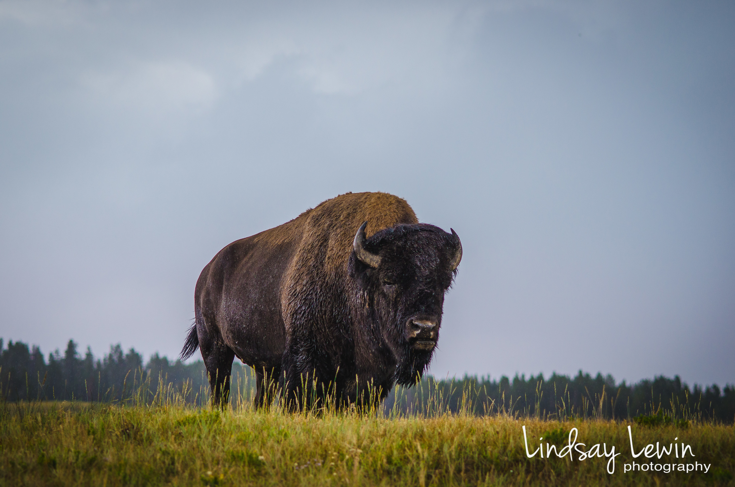 Bison 2- Yellowstone