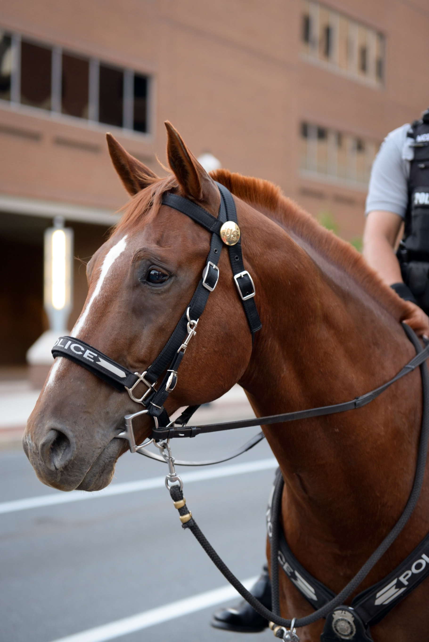 Police horse! (I couldn't resist taking this pic. She was just stunning.)