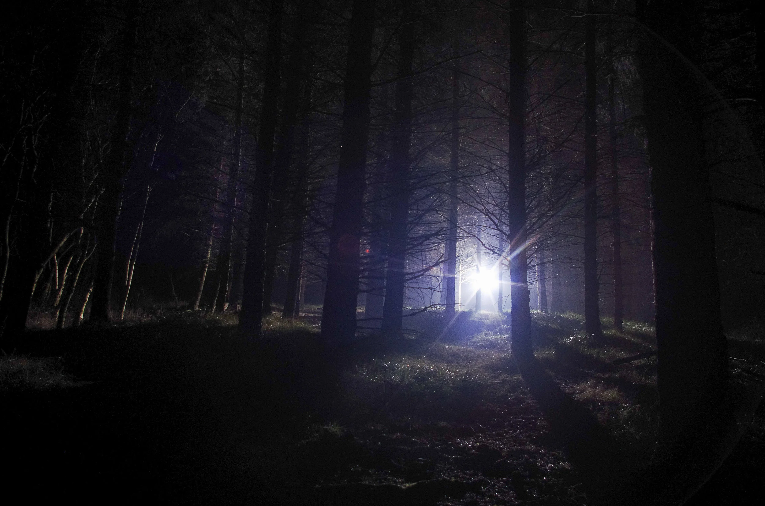 bomenlicht.jpg