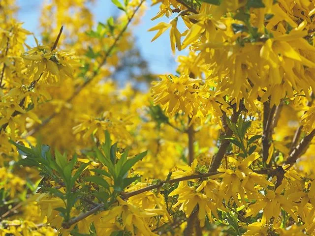Lunch break walk #spring #forsythia #nature