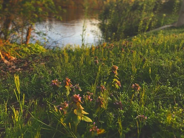 #spring #nature