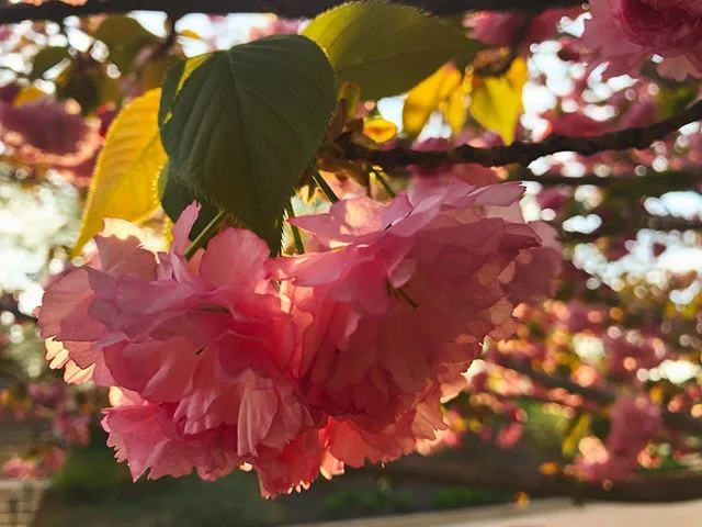 #spring #nature