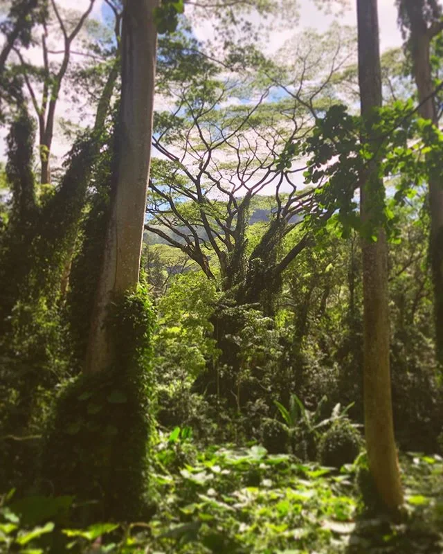 Manoa Falls Hike. #hawaii #oahu #manoafalls #hike #nature #tree