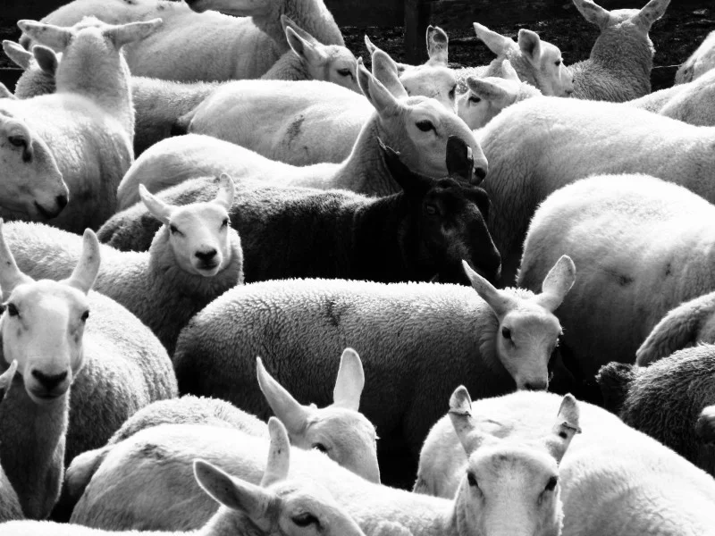 black-sheep-sheep-wool-animal-animals.jpg