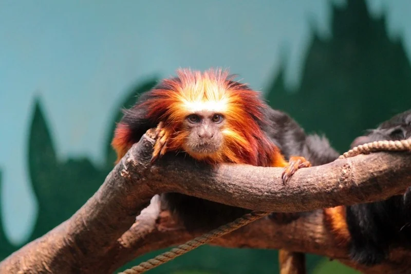 We've used a ginger monkey 'cause we knew @2Stroke_Stu and @Gingersteps would be offended if we didn't.