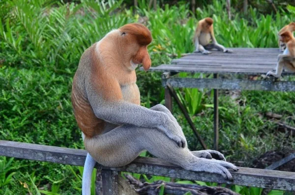 proboscis-monkey-proboscis-borneo.jpg