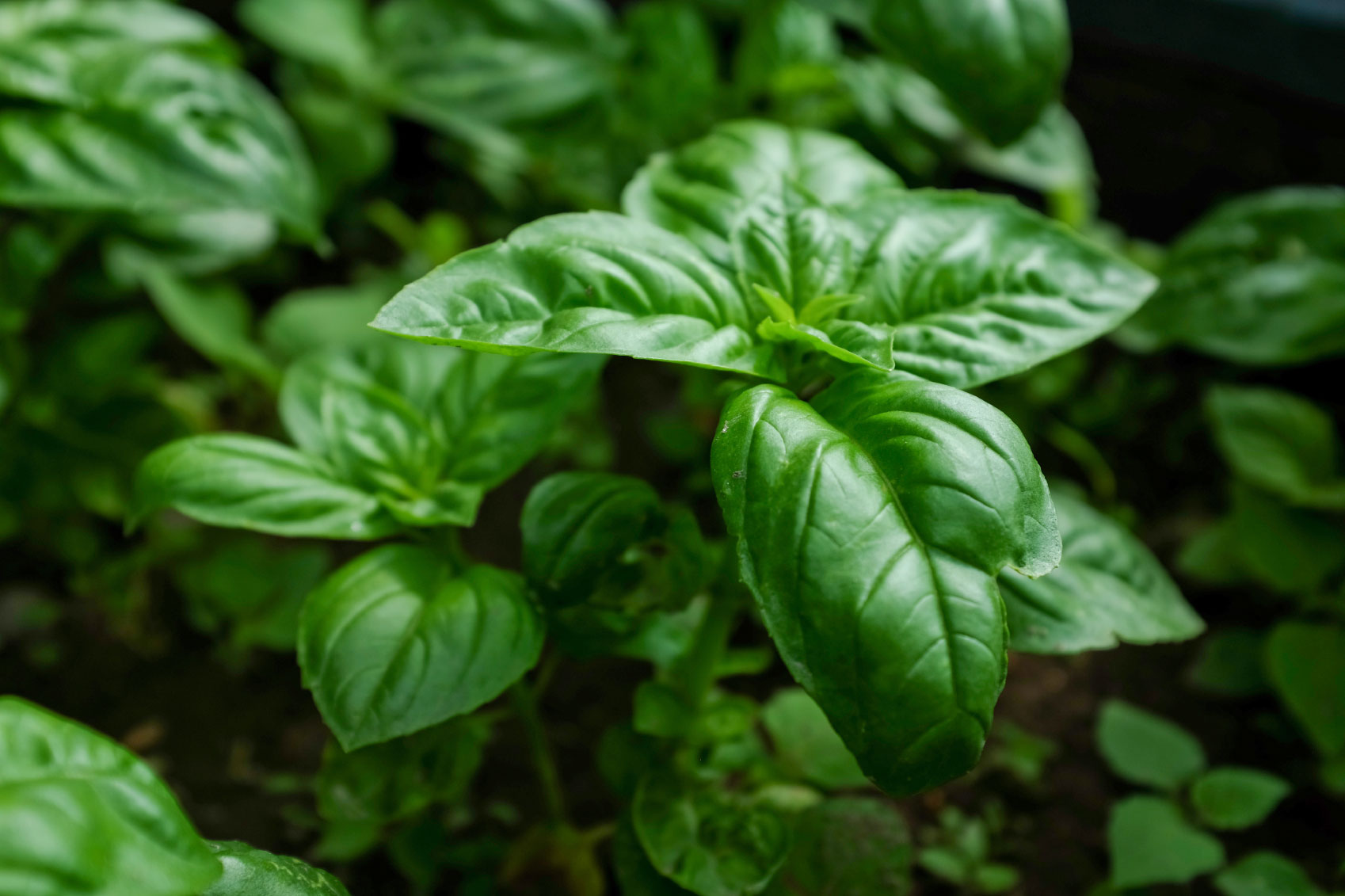 Basil essential oil