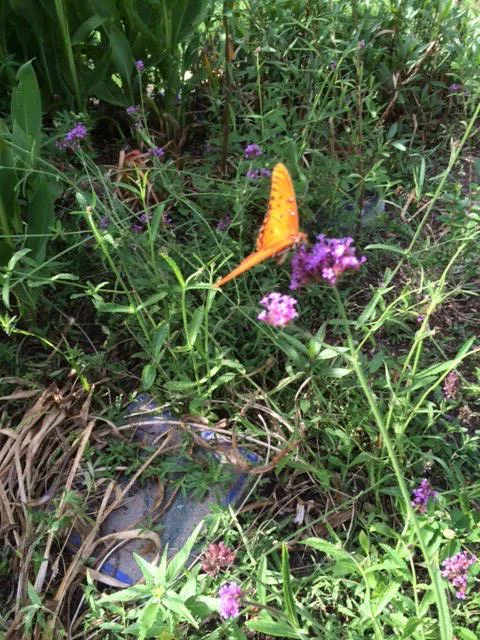 One of the beautiful butterflies we enjoy in the garden.