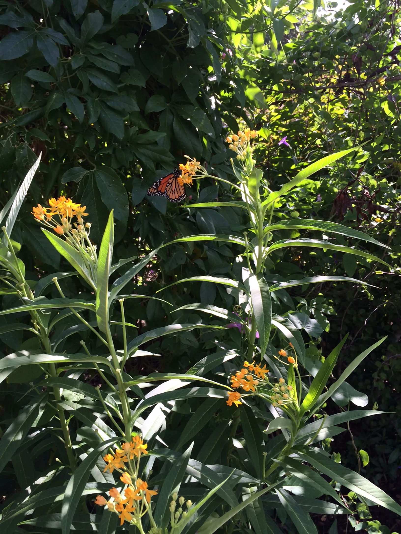Is it a Monarch? I think it is!