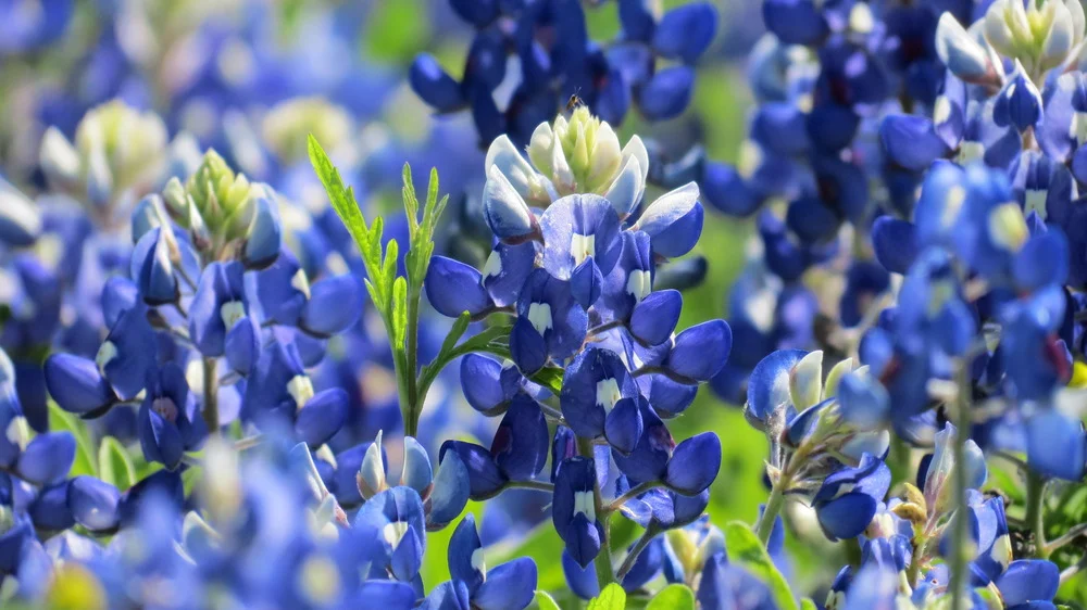 Members of our club are blessed to live in the rolling hills of Washington County where bluebonnets are plentiful!
