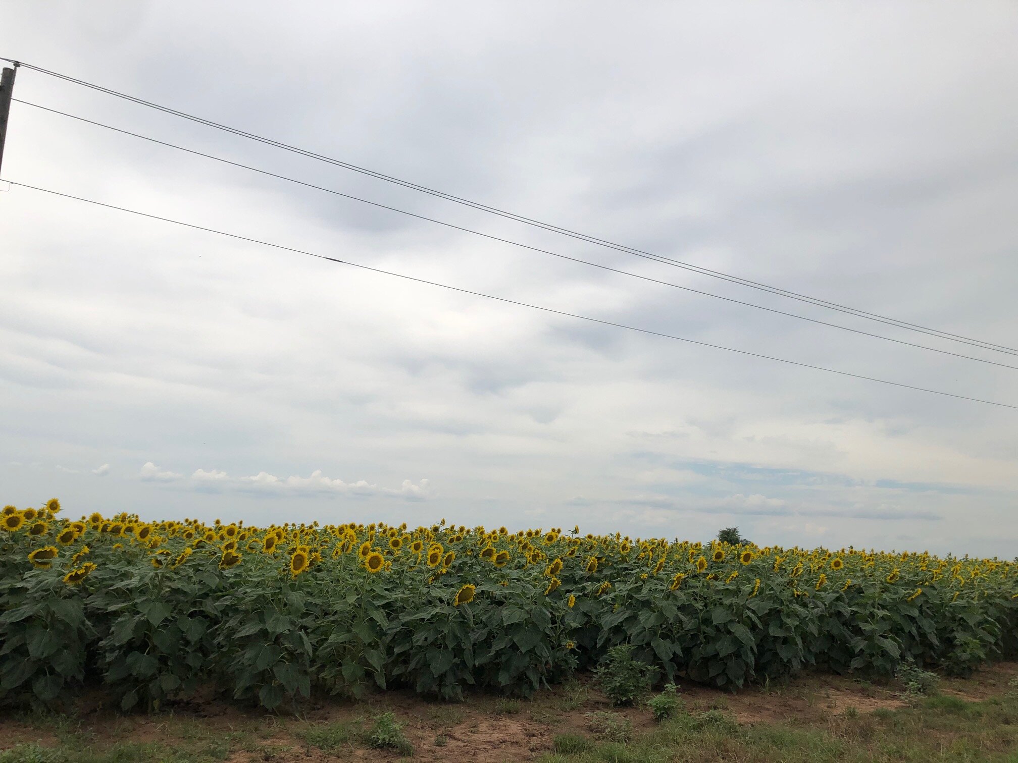 dSunflower field near Snook, TX June, 2020.jpg