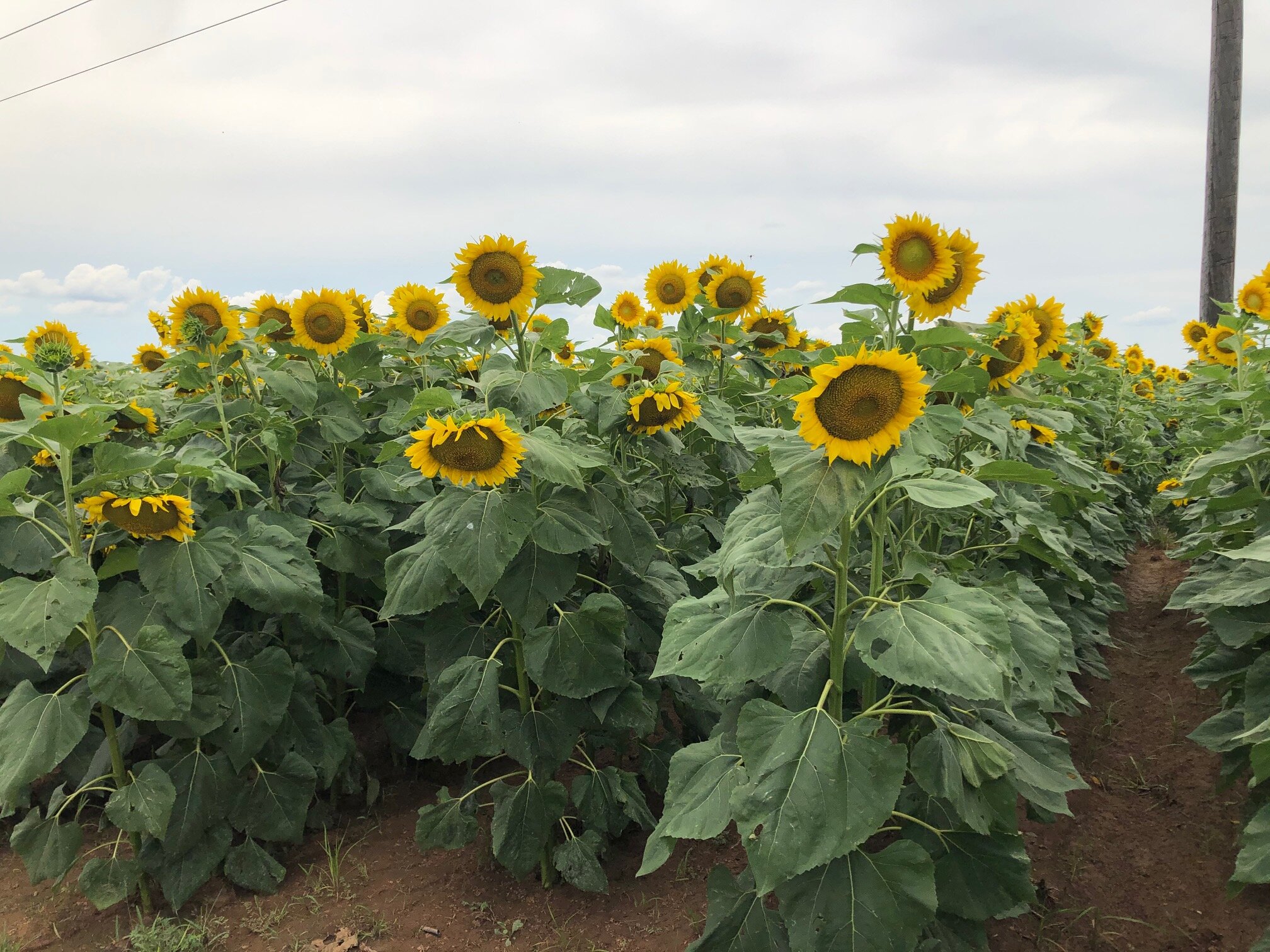 Sunflowers June 2020.jpg