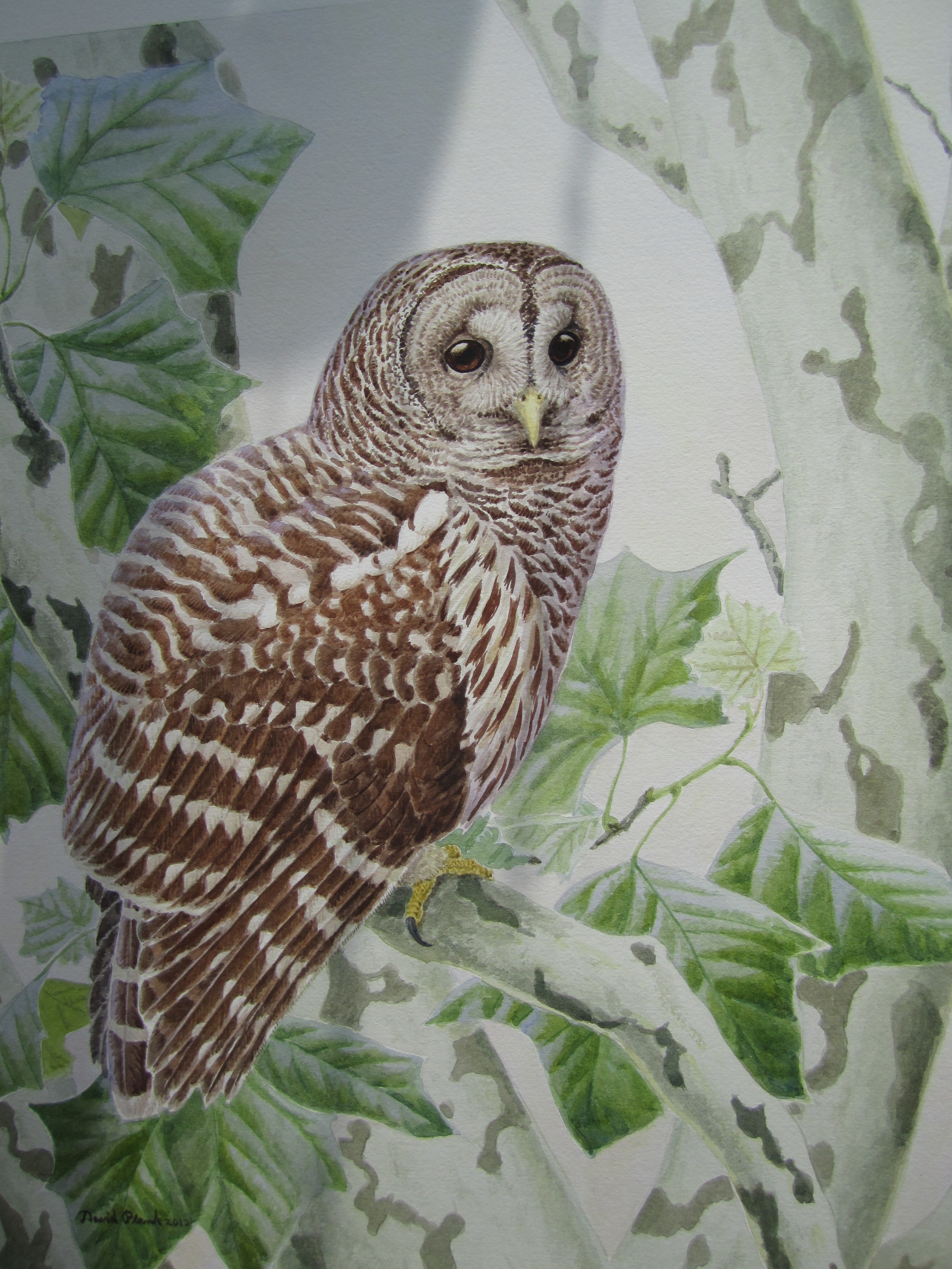 "Barred Owl in Sycamore"   Watercolor