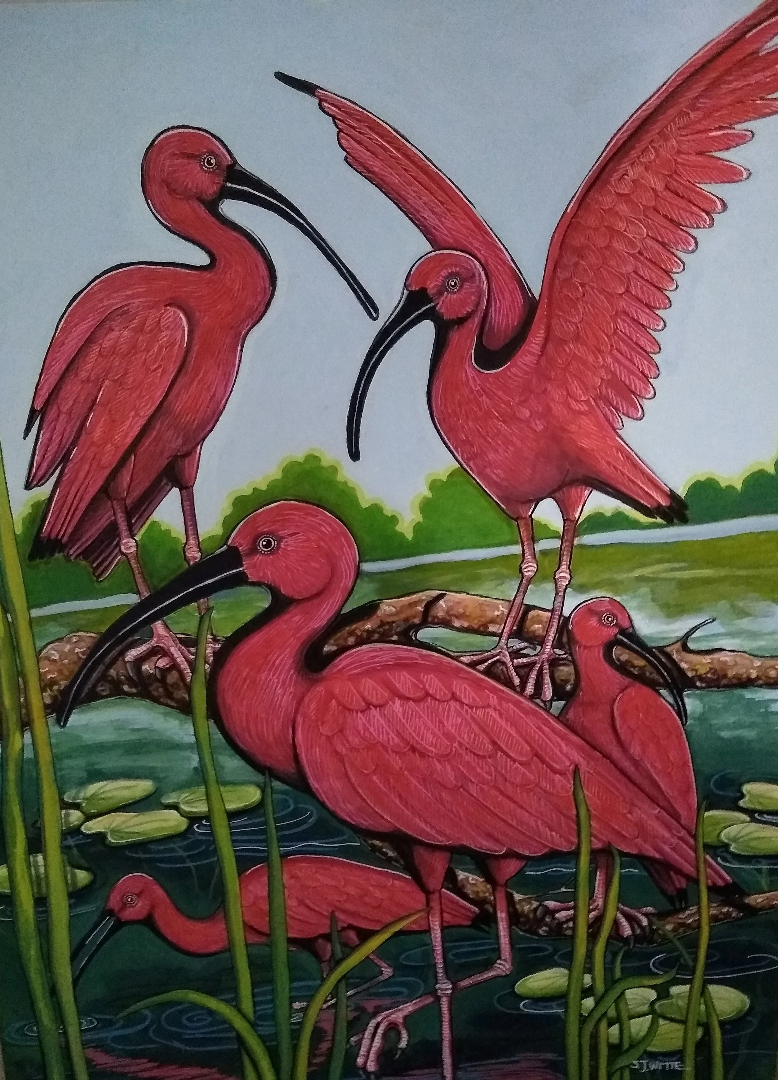 stephanie witte scarlett ibis.jpg