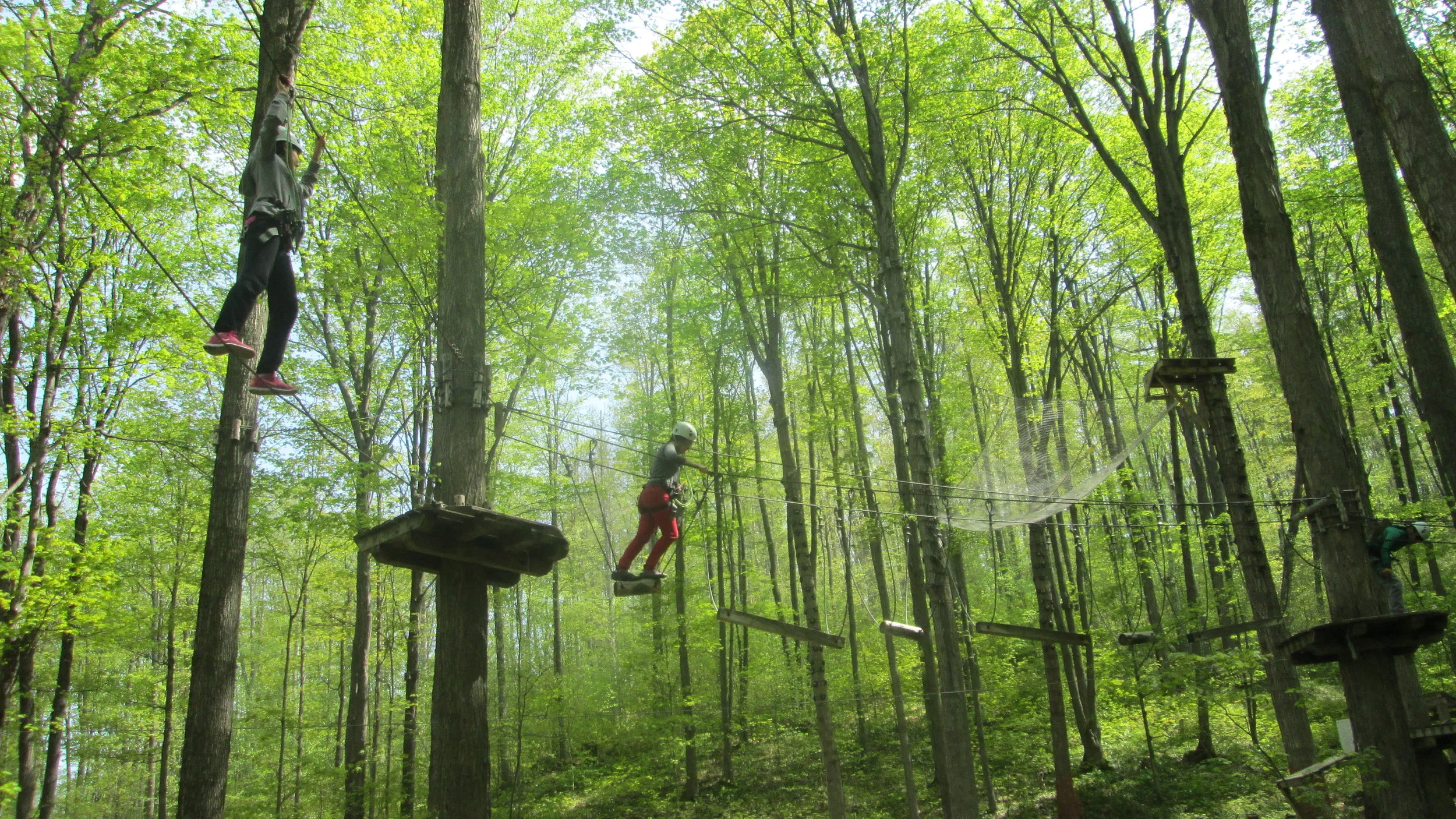 Treetop Trekking 2016.jpg